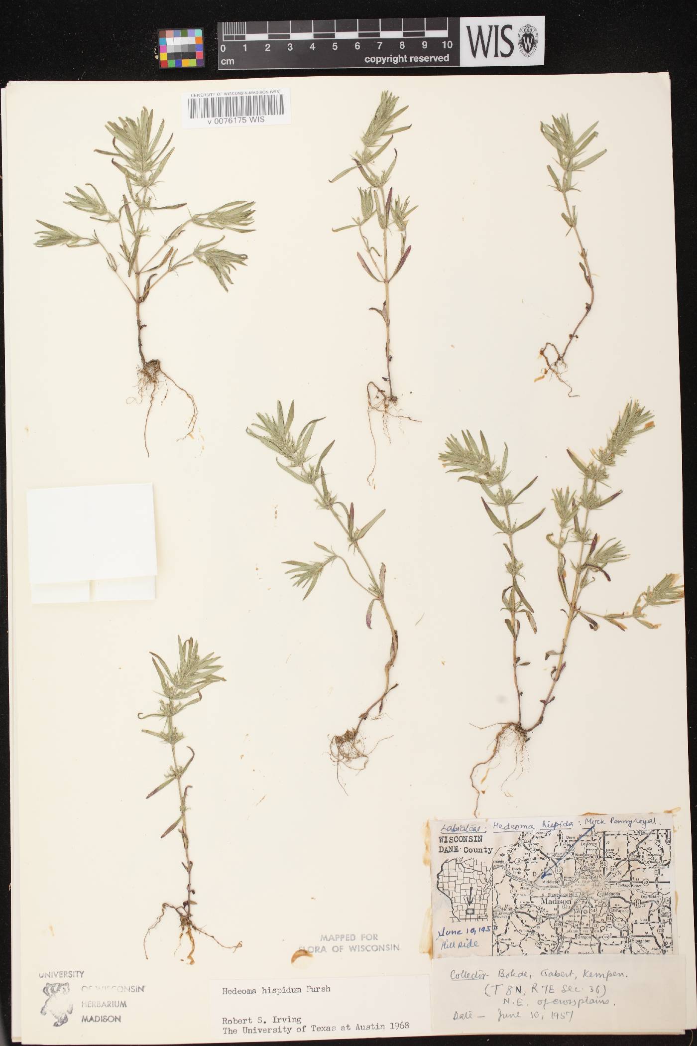 Hedeoma hispida image