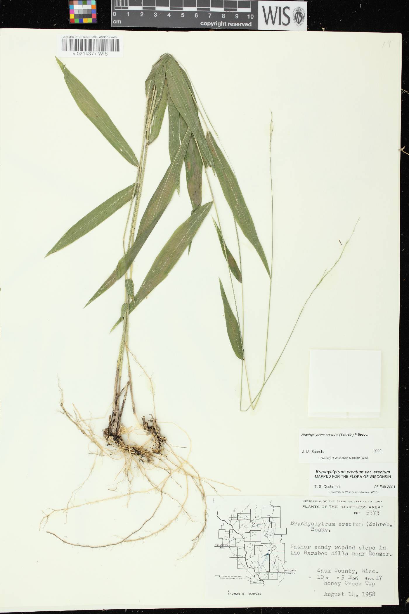 Brachyelytrum erectum image