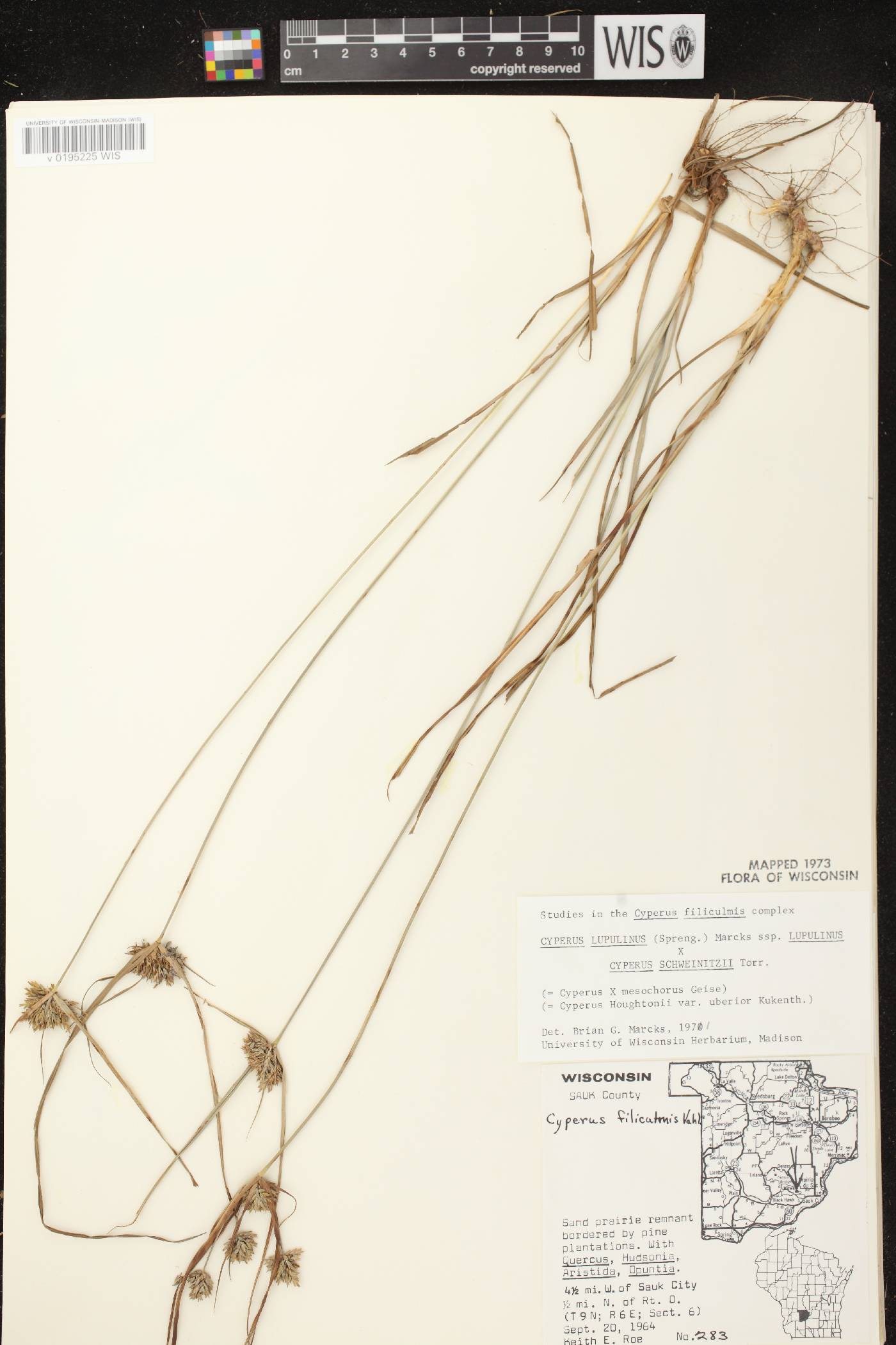 Cyperus X mesochorus image