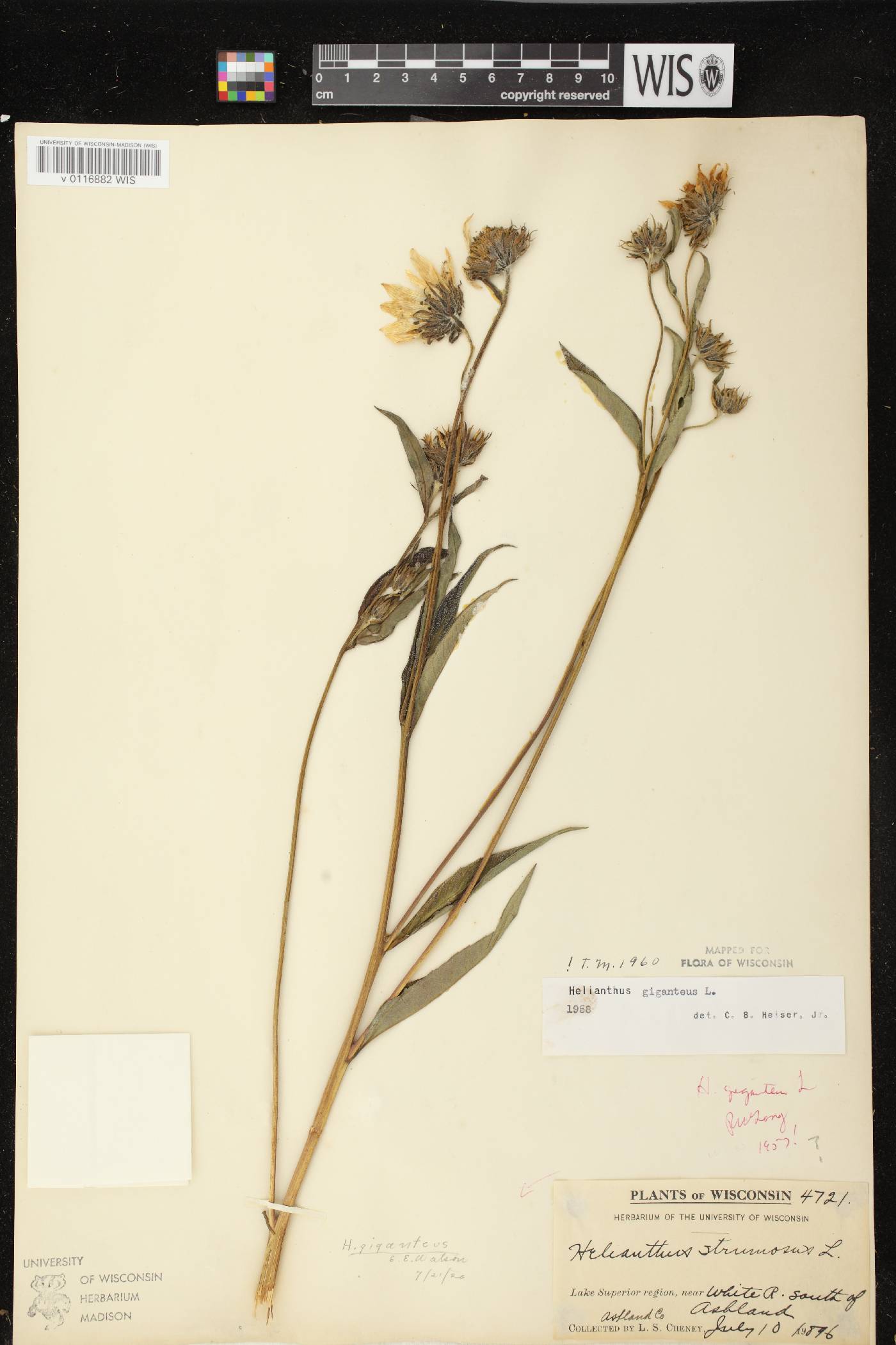 Helianthus giganteus image