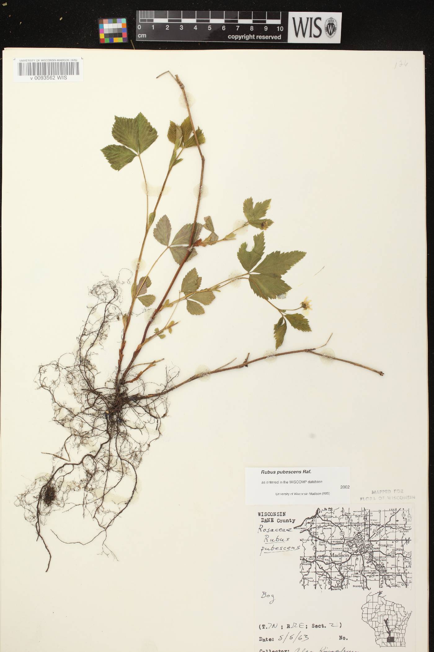 Rubus pubescens image