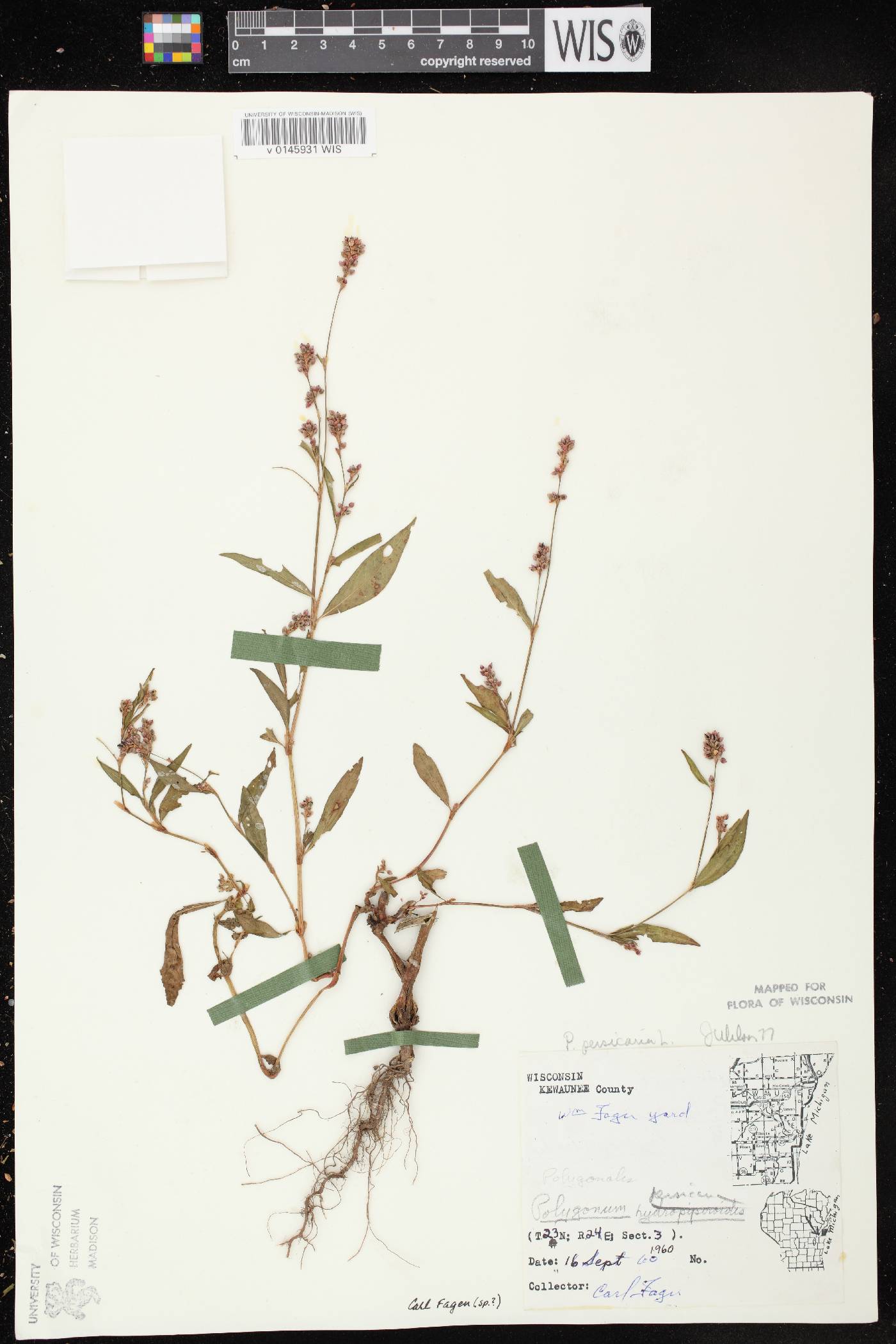 Persicaria maculosa image
