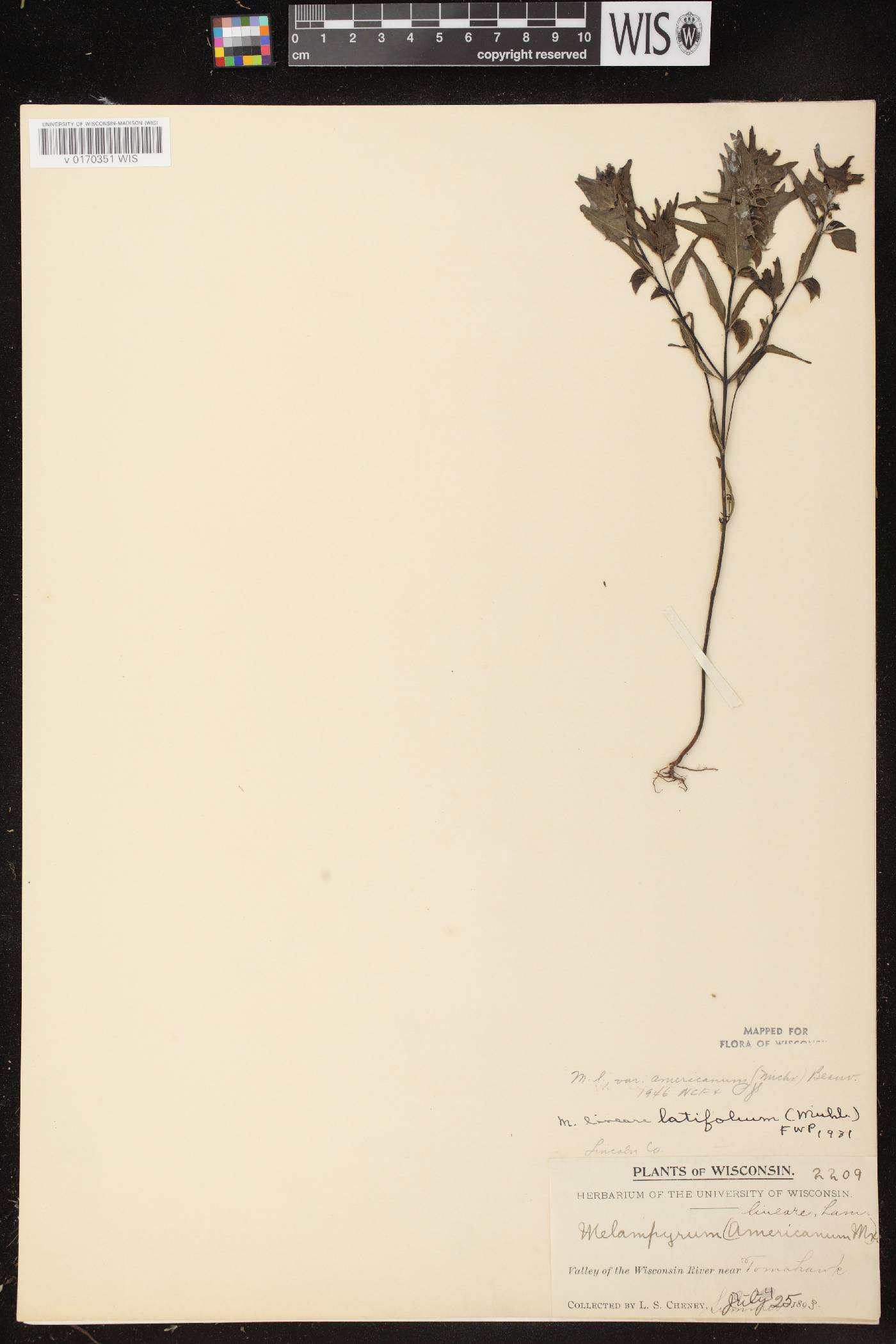 Melampyrum lineare image
