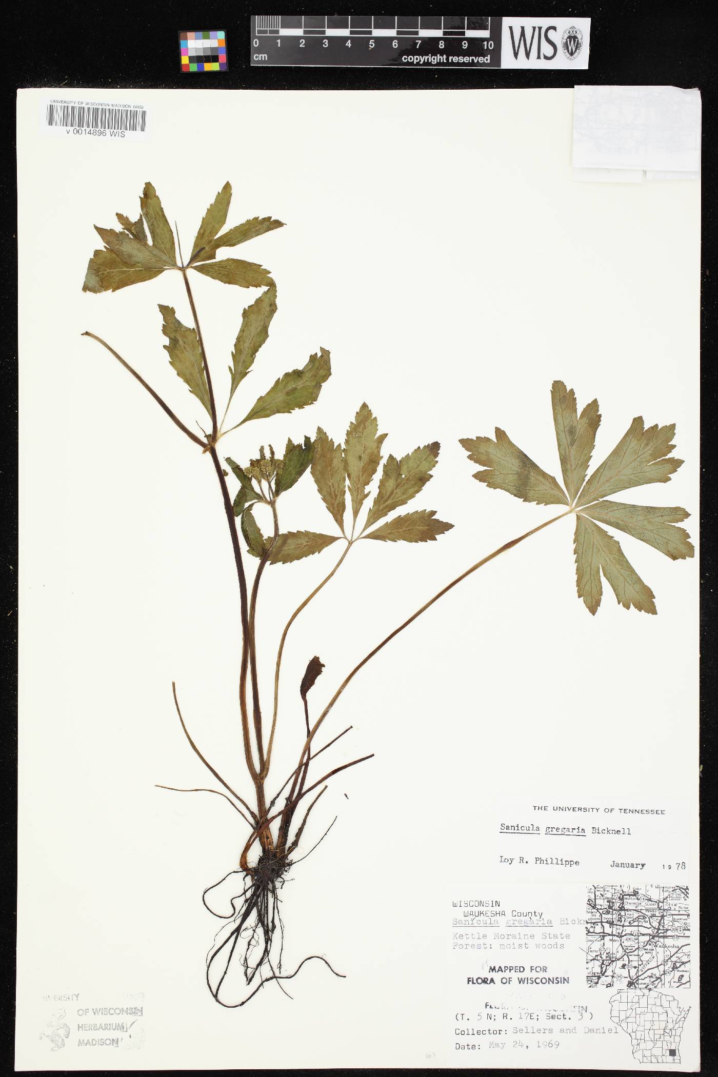 Sanicula odorata image