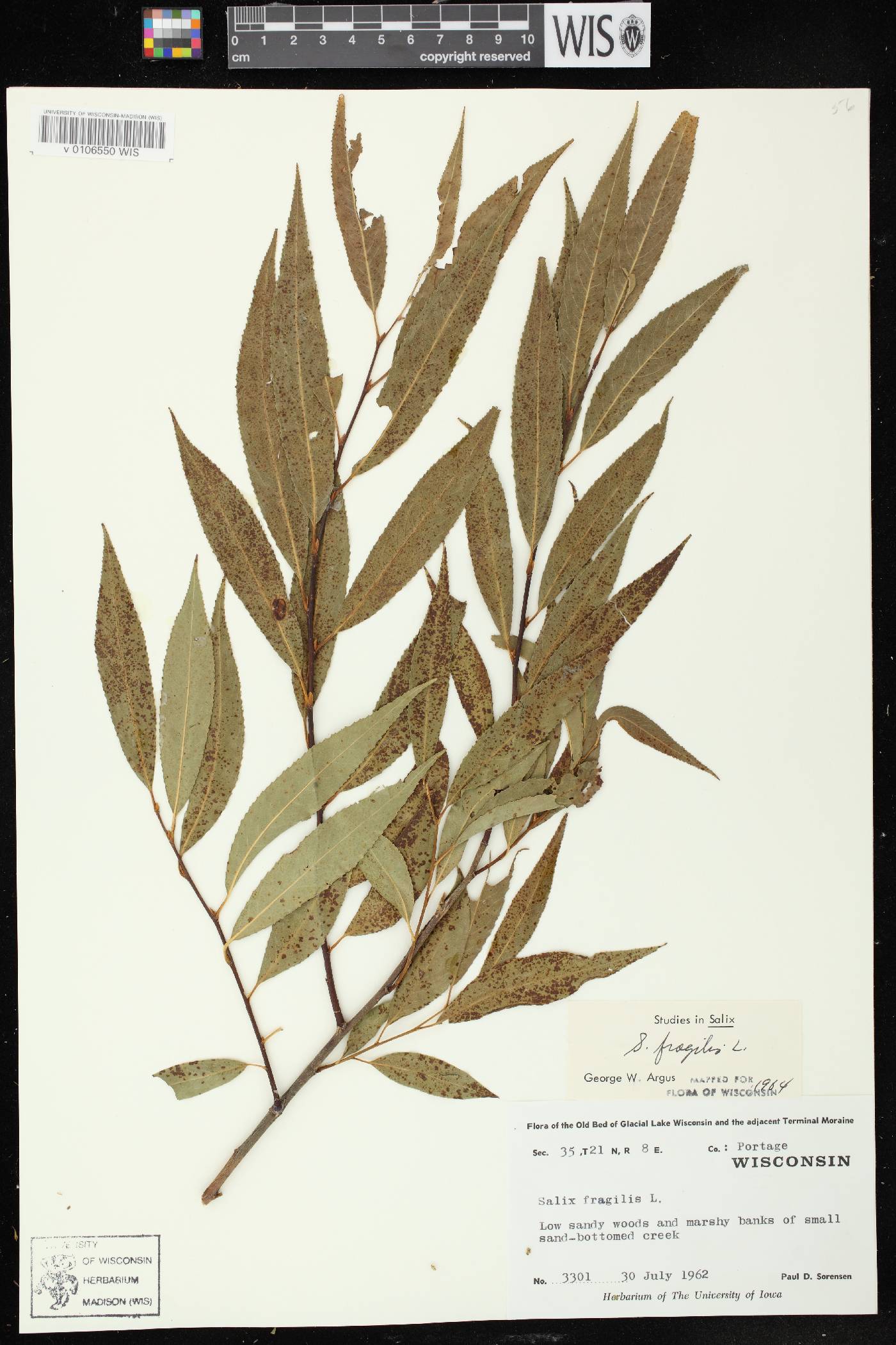 Salix x fragilis image