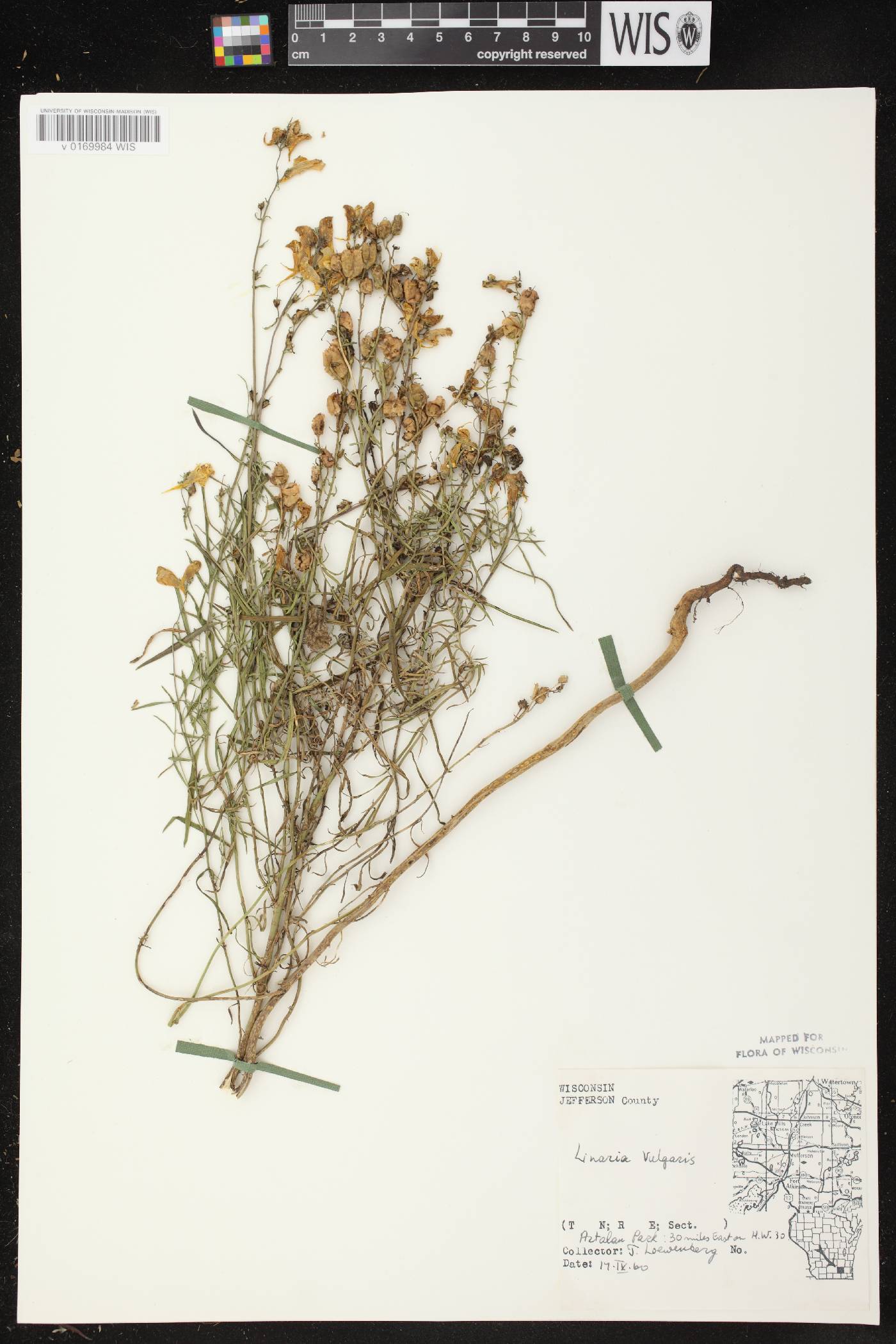 Linaria vulgaris image