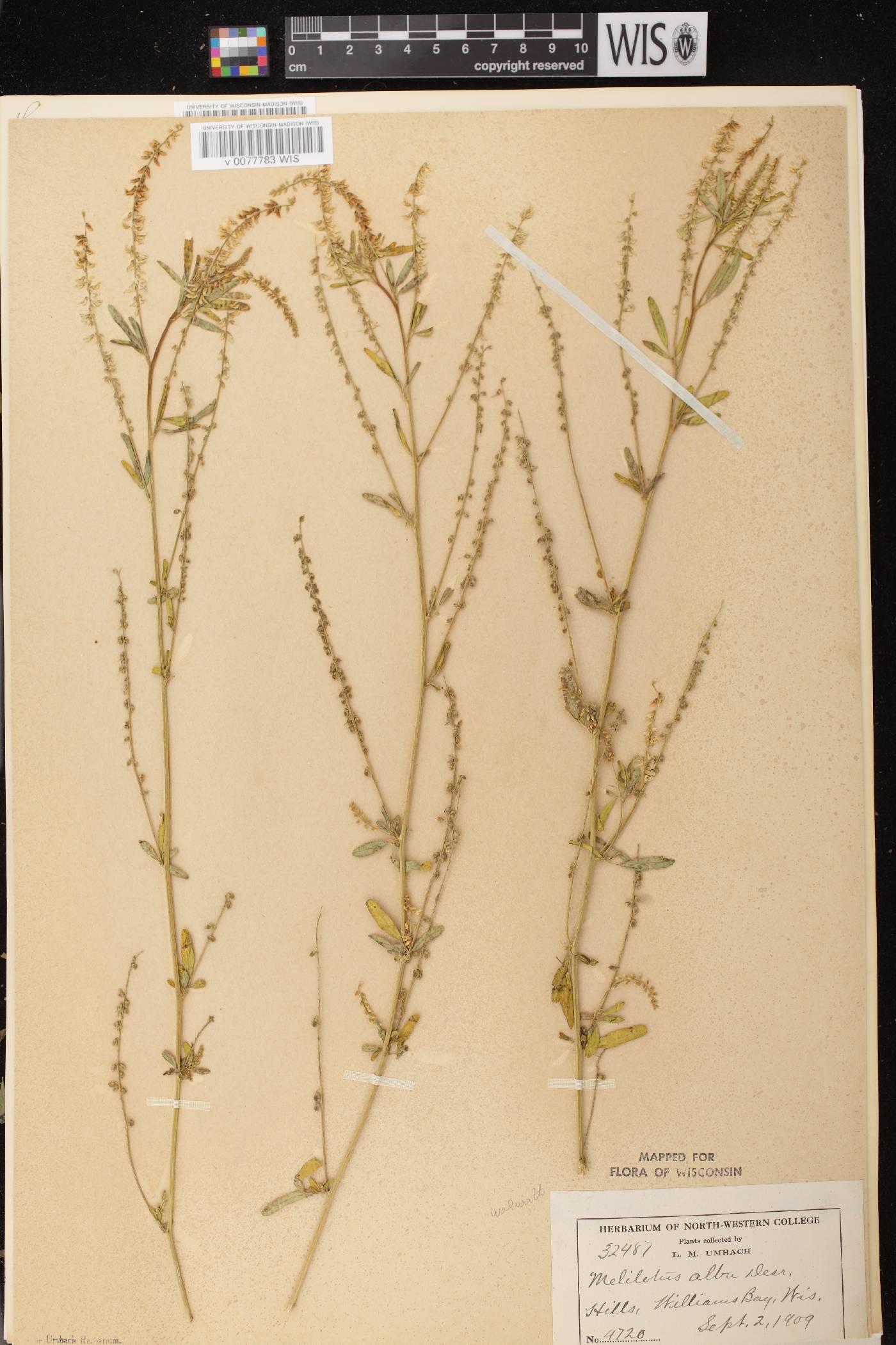 Melilotus albus image