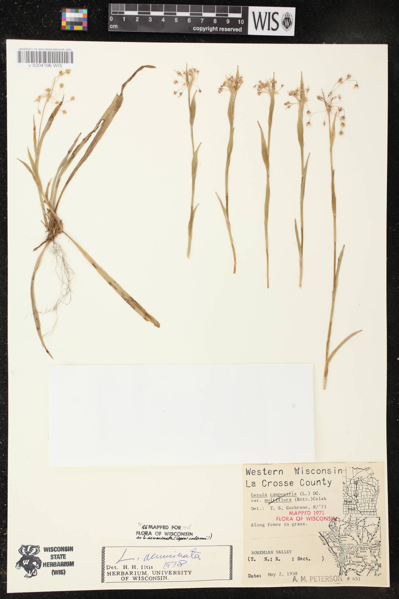 Luzula acuminata image