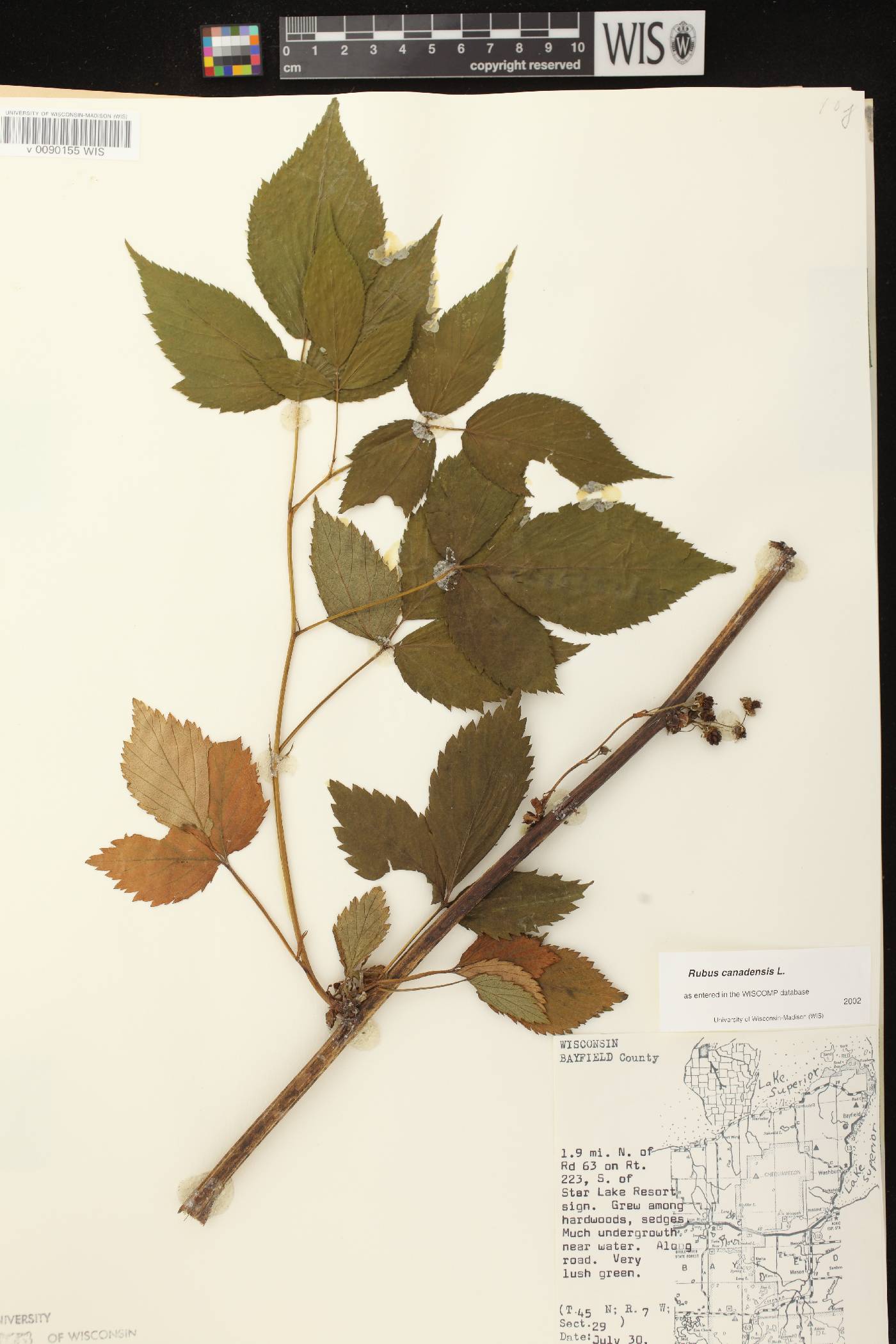 Rubus canadensis image