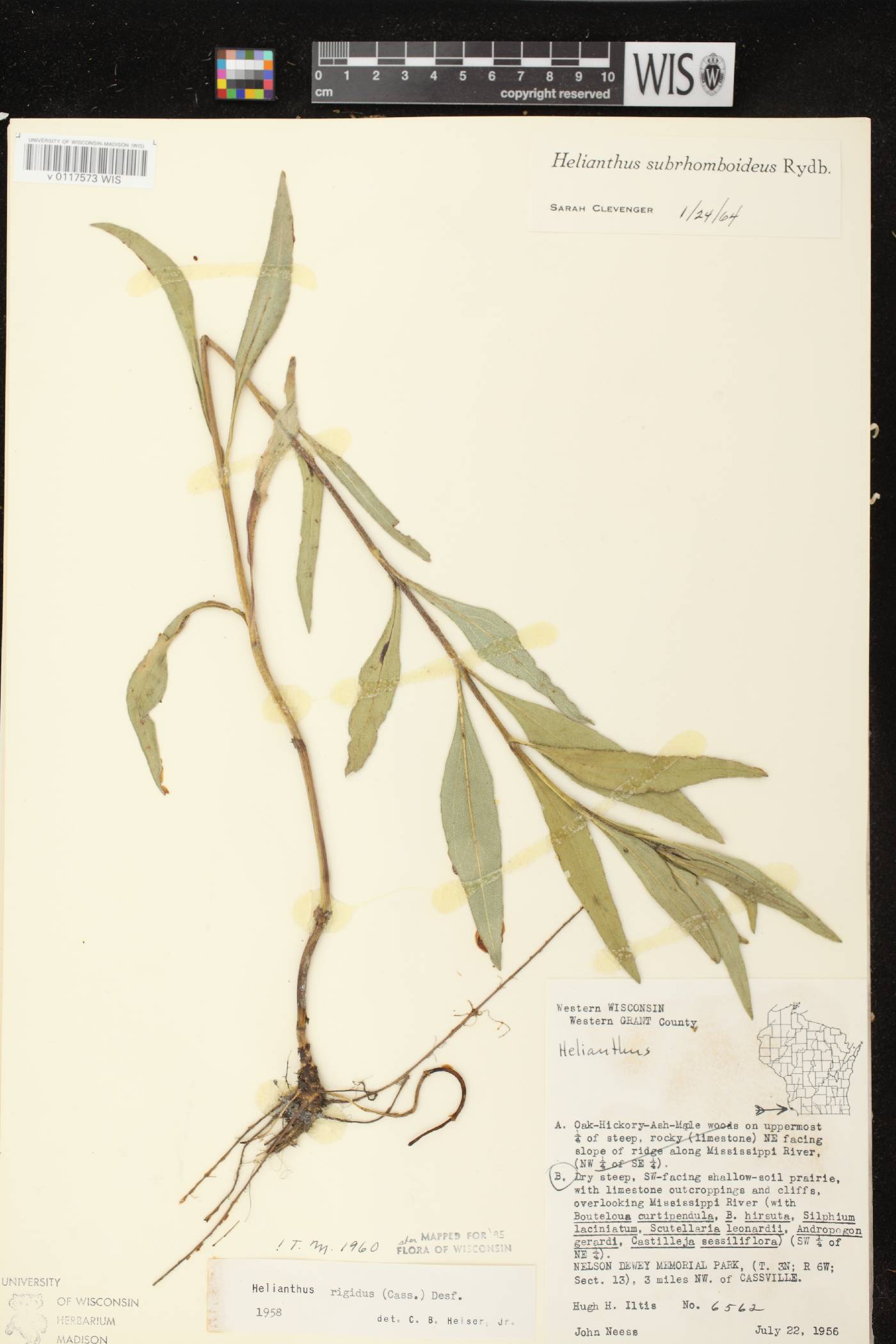 Helianthus pauciflorus subsp. subrhomboideus image