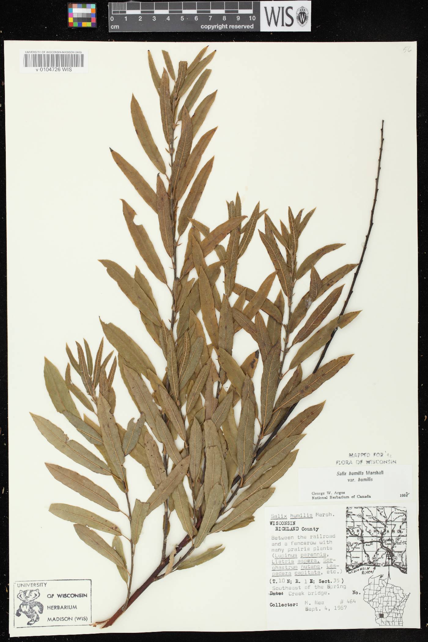 Salix humilis var. humilis image
