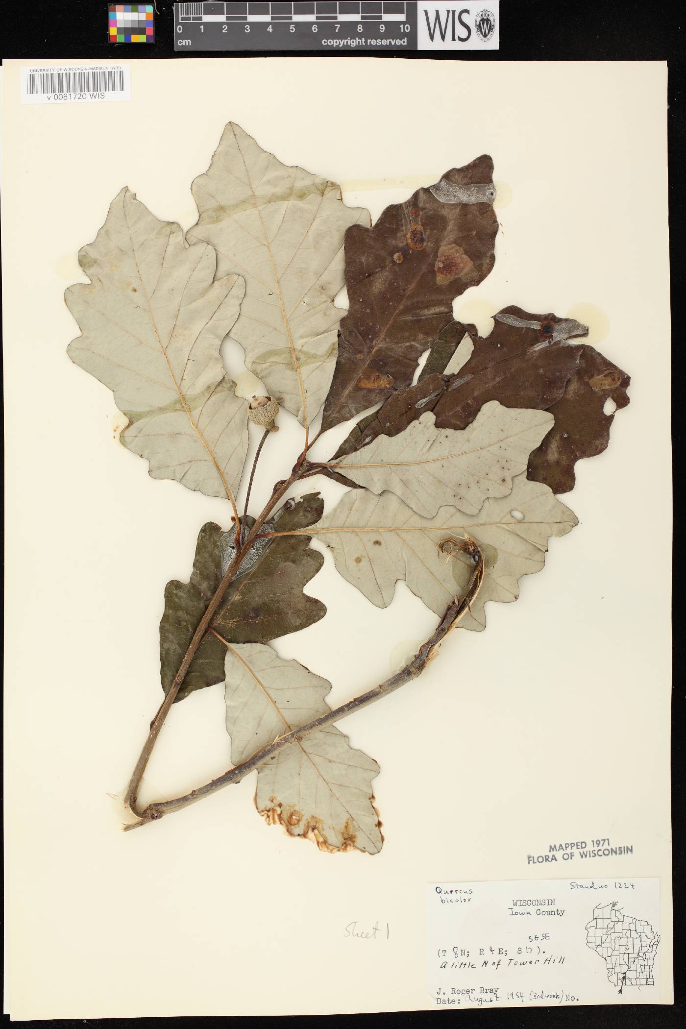 Quercus bicolor image