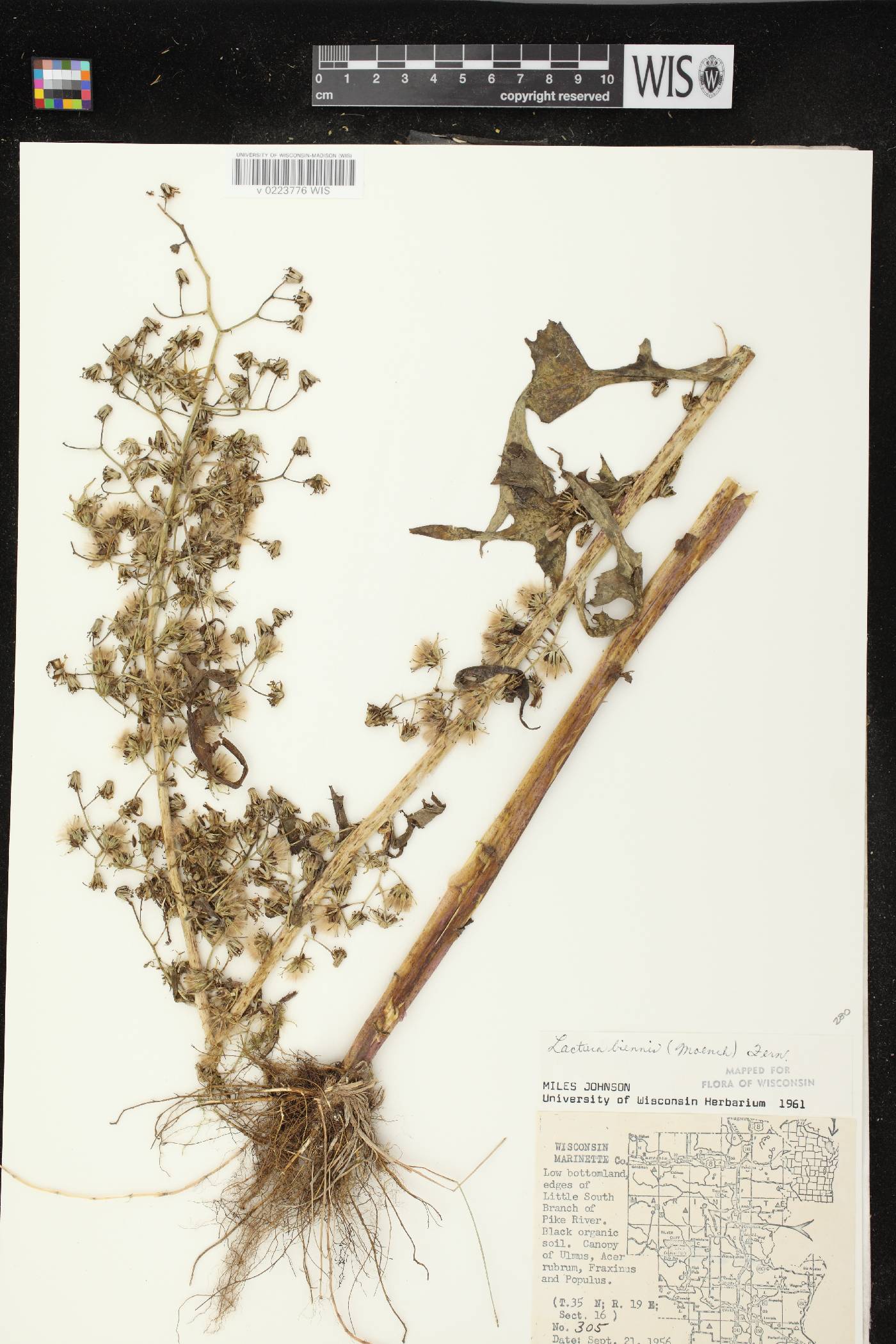 Lactuca biennis image