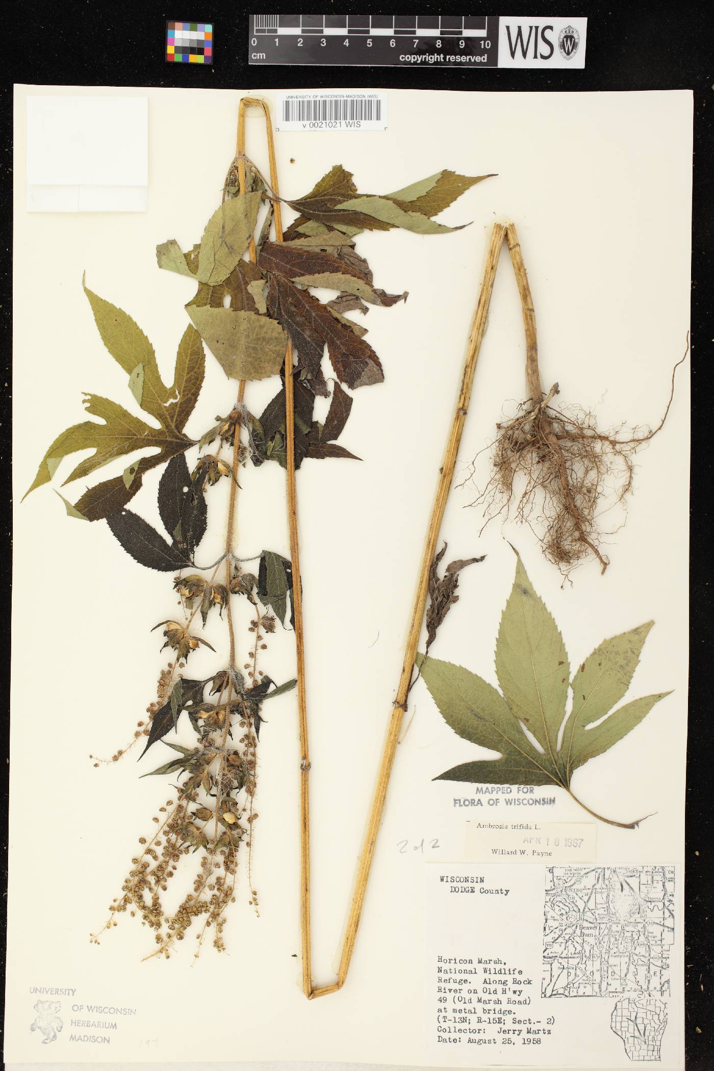 Ambrosia trifida image