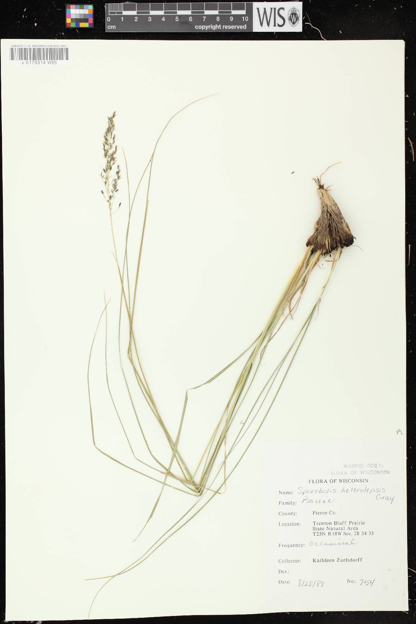 Sporobolus heterolepis image