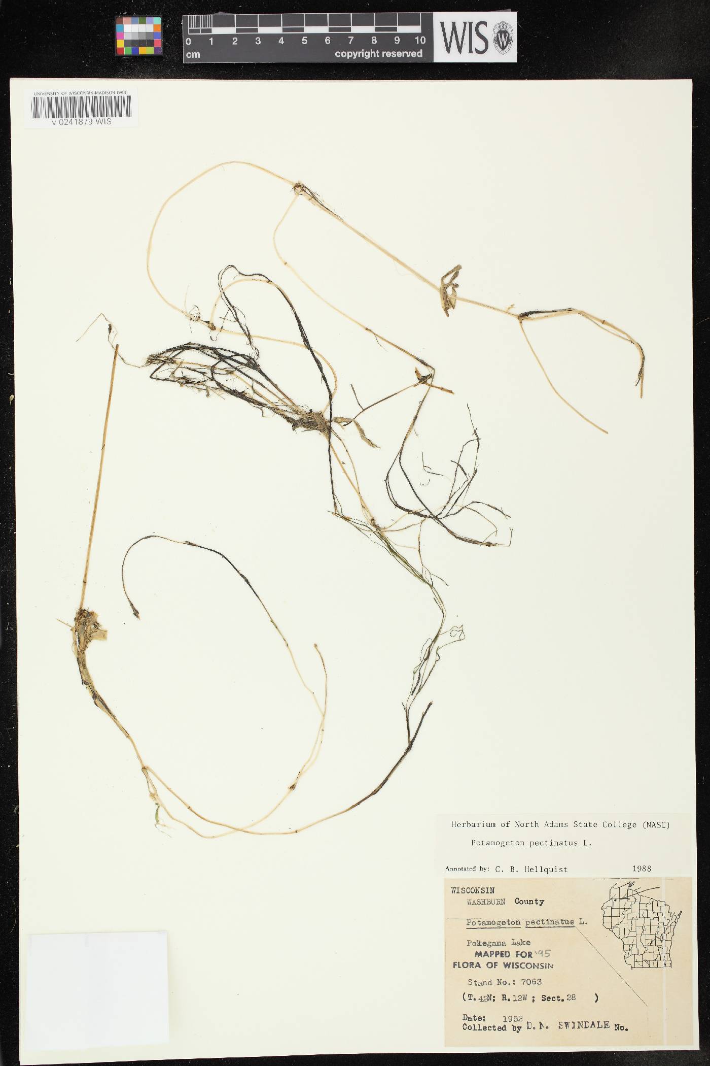 Stuckenia pectinata image