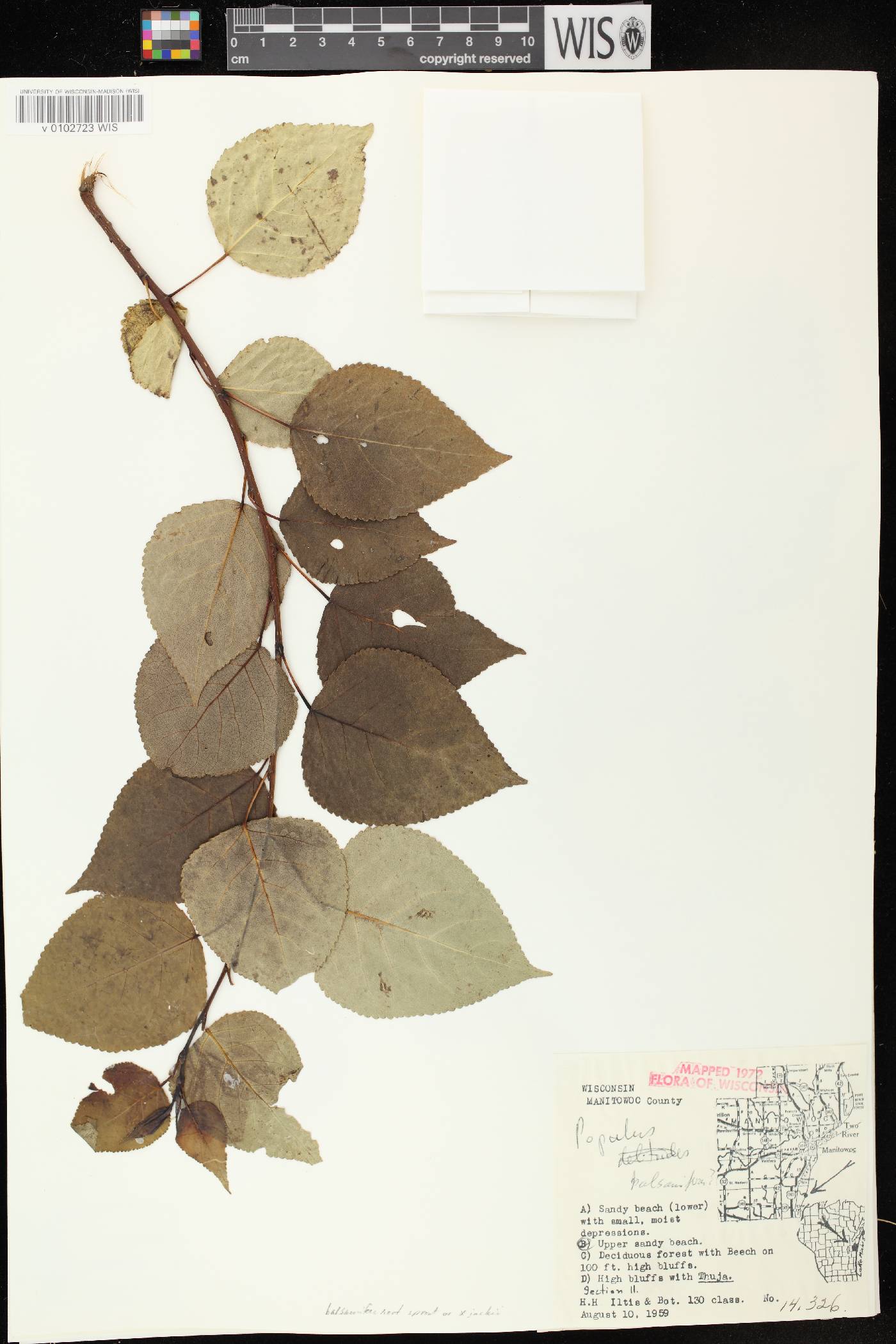 Populus balsamifera image
