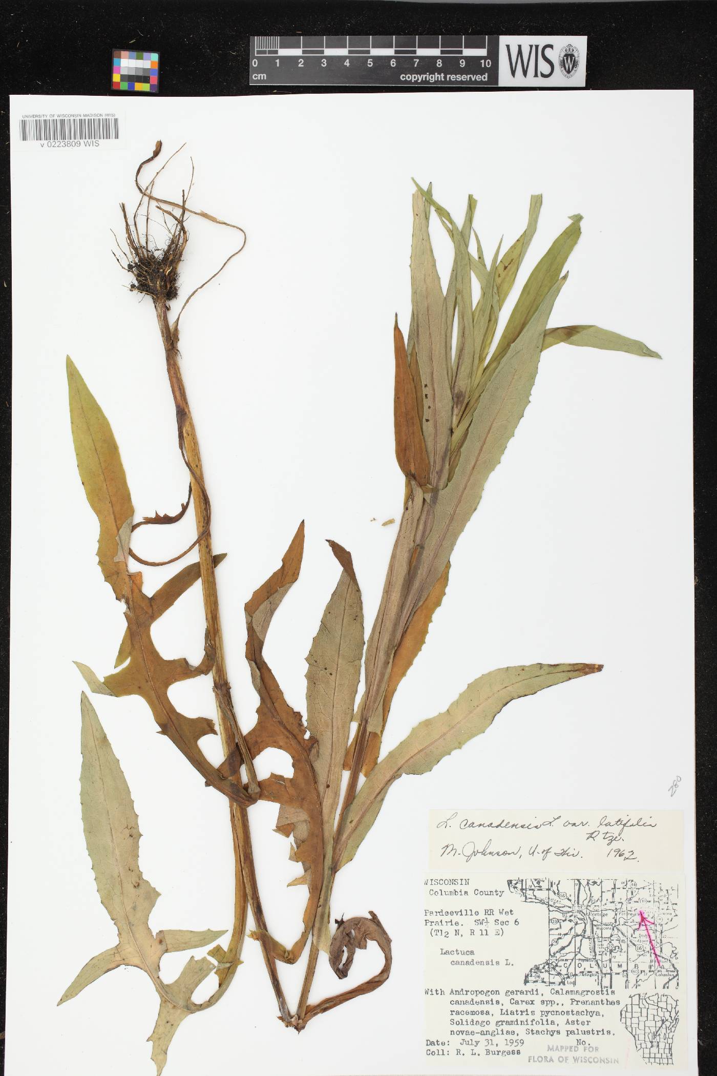 Lactuca canadensis image