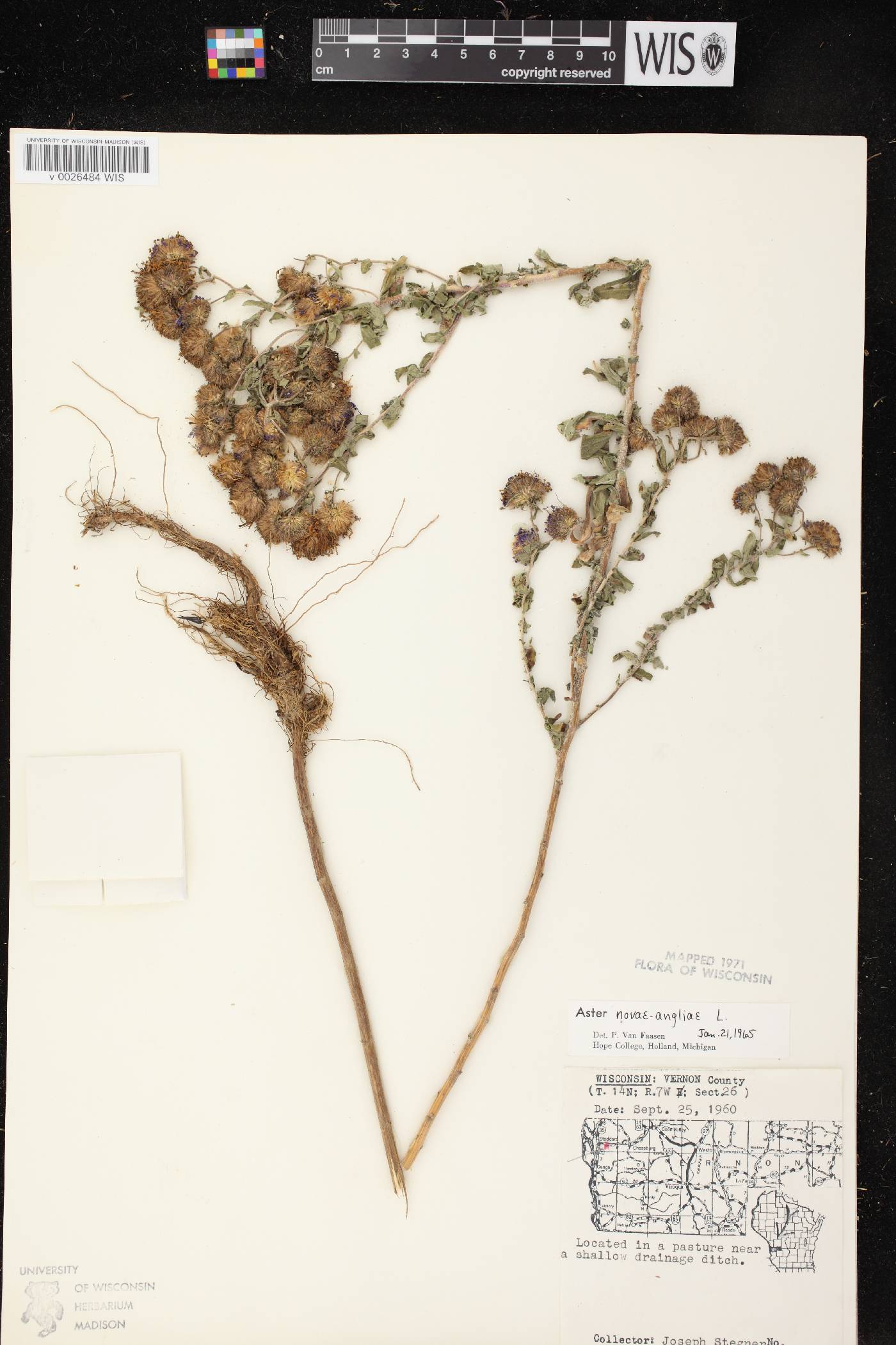 Symphyotrichum novae-angliae image