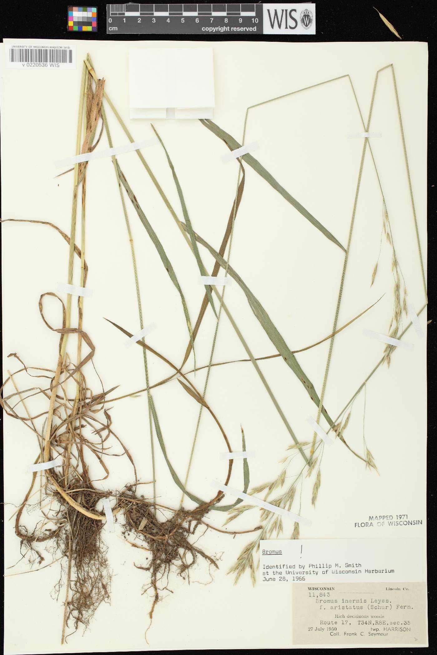 Bromus inermis image
