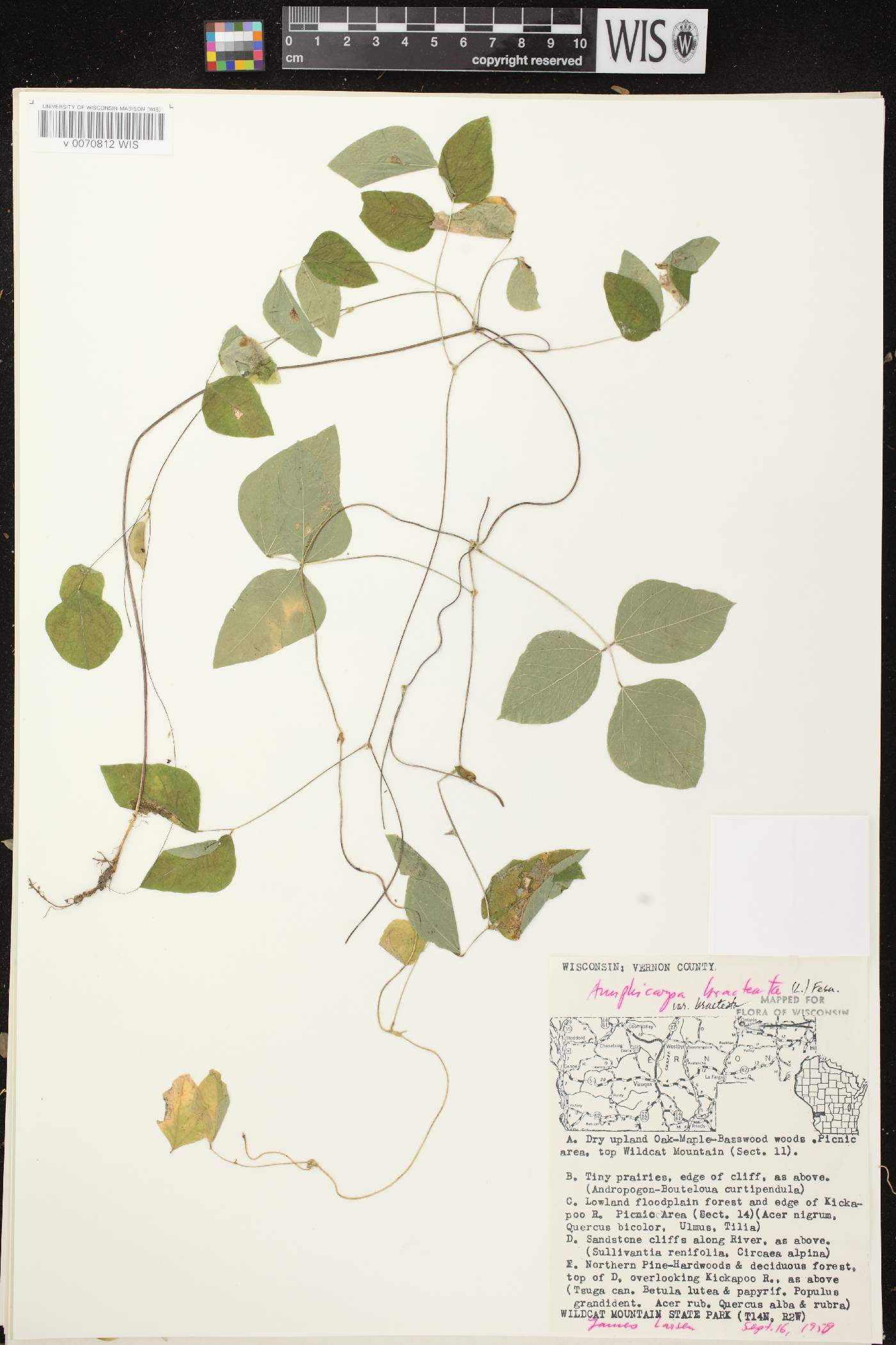 Amphicarpaea bracteata image