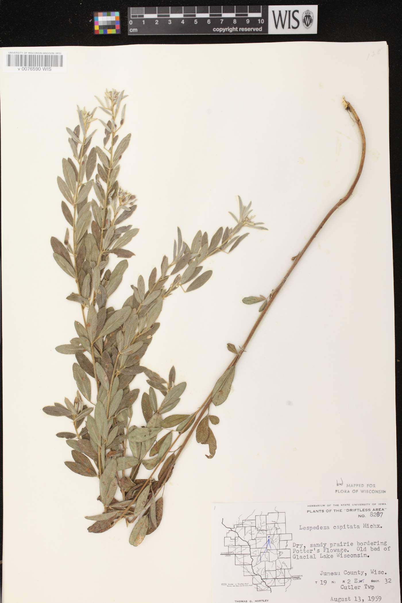 Lespedeza capitata image