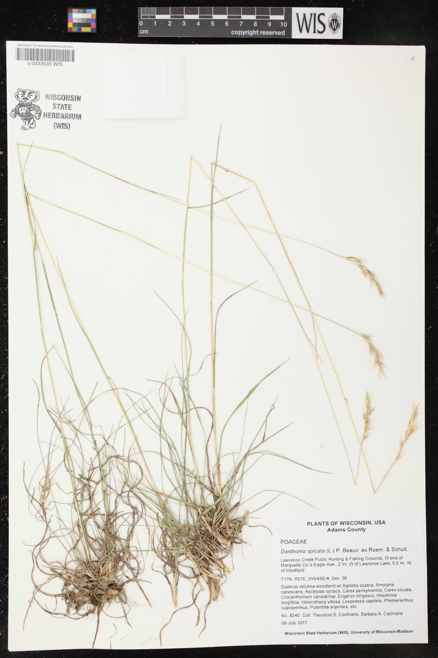 Danthonia spicata image