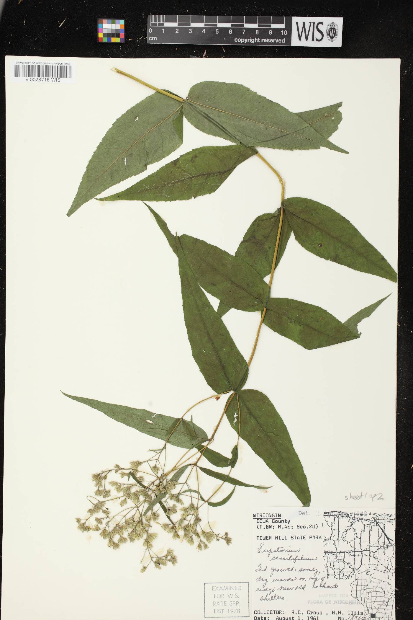 Eupatorium sessilifolium image