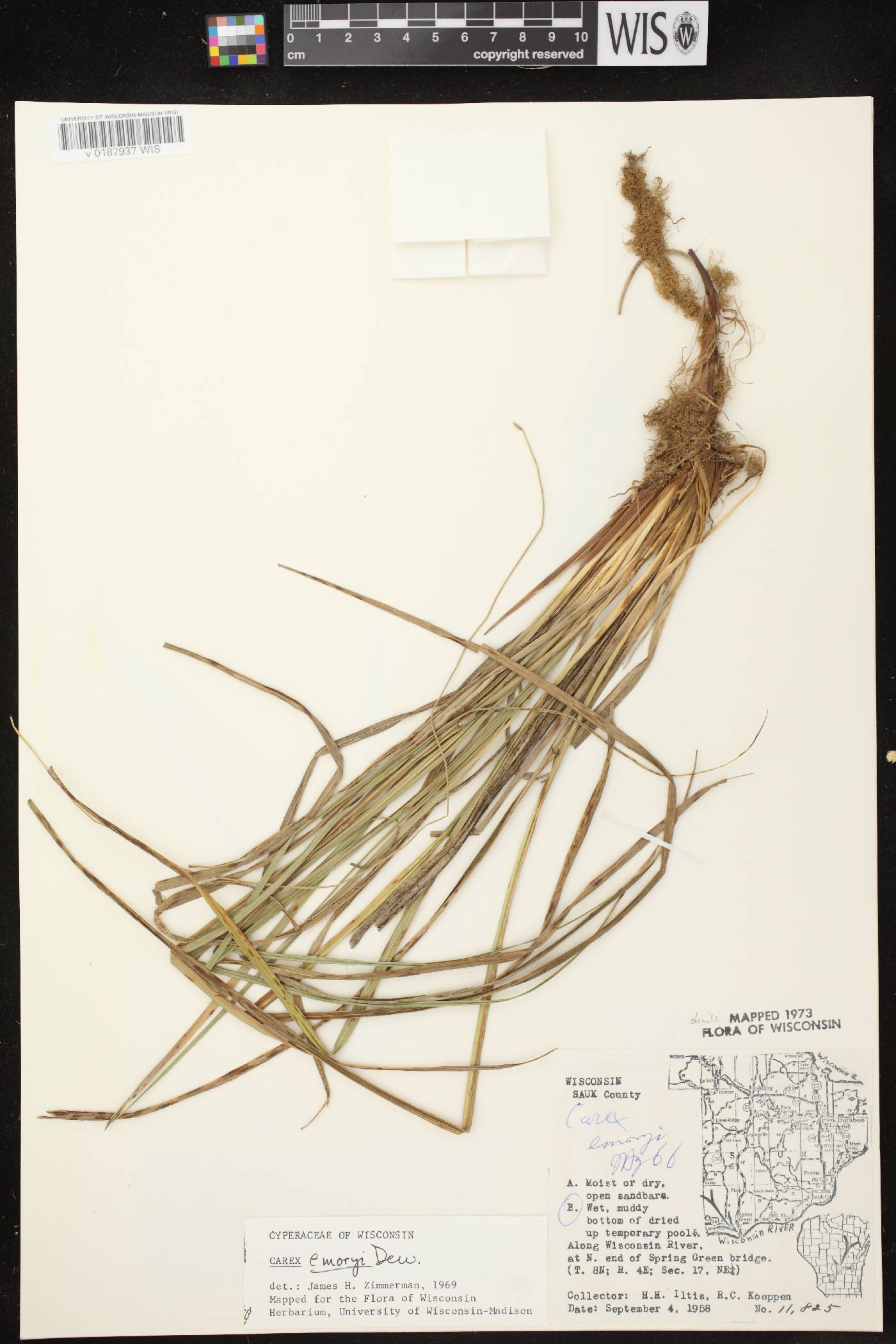 Carex emoryi image
