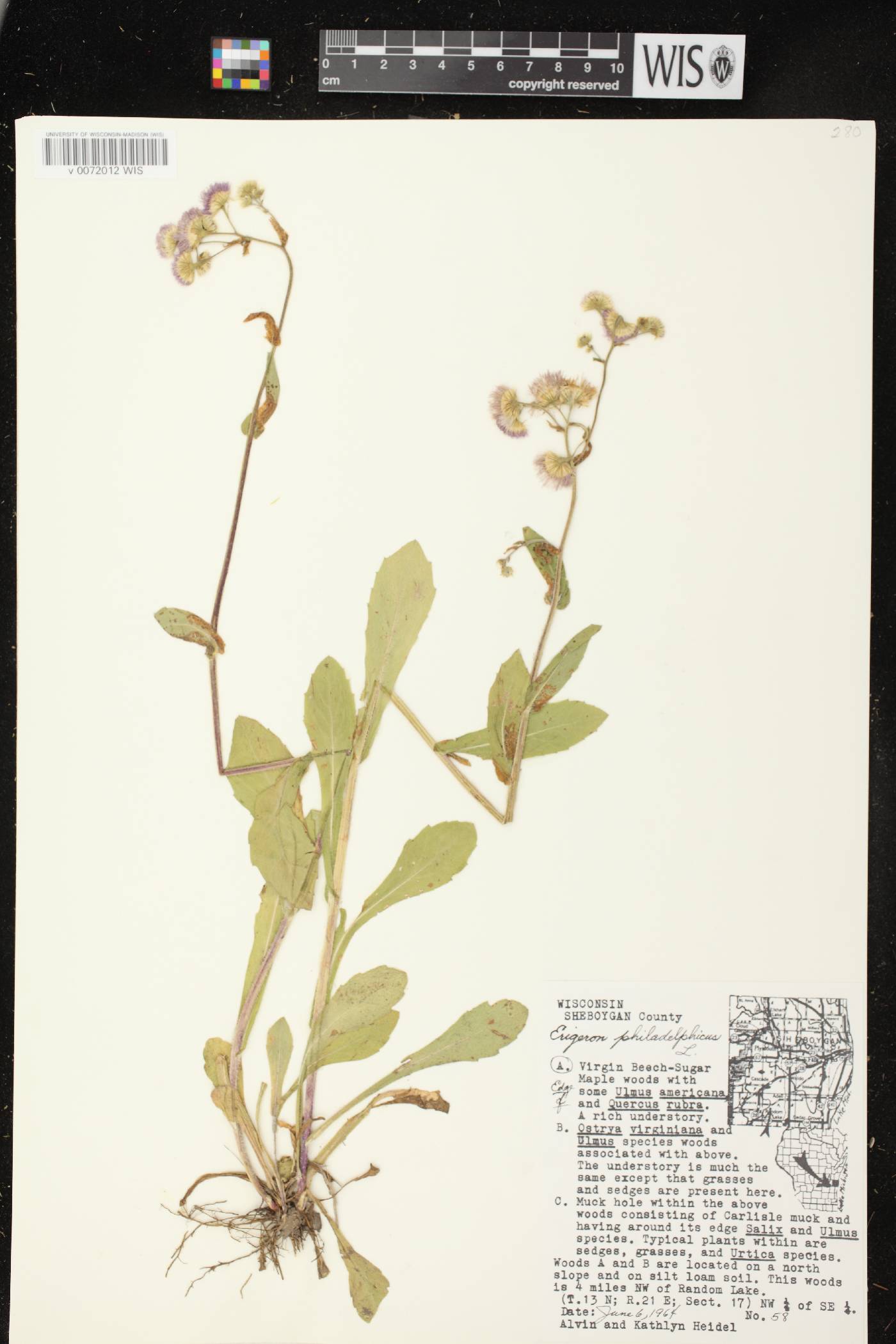Erigeron philadelphicus var. philadelphicus image