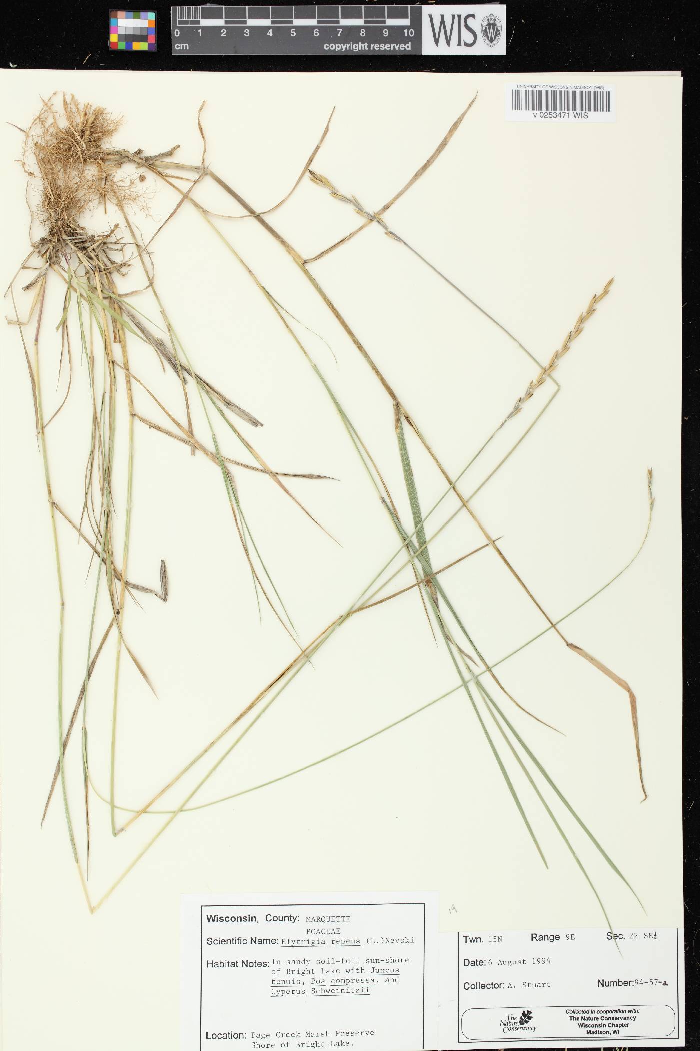 Elymus repens image