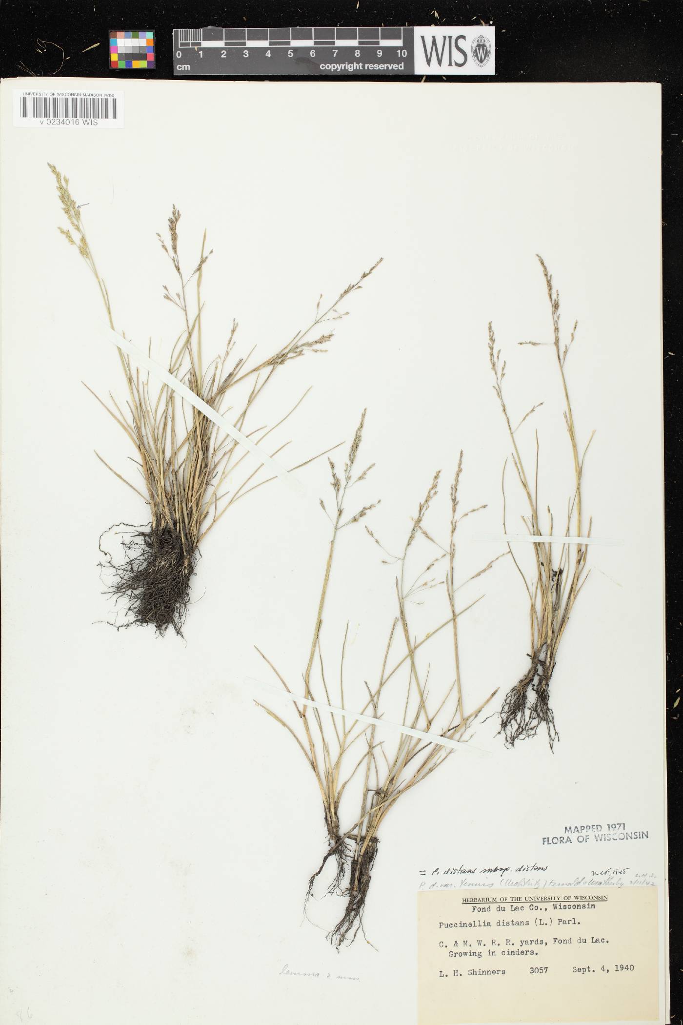 Puccinellia distans subsp. distans image