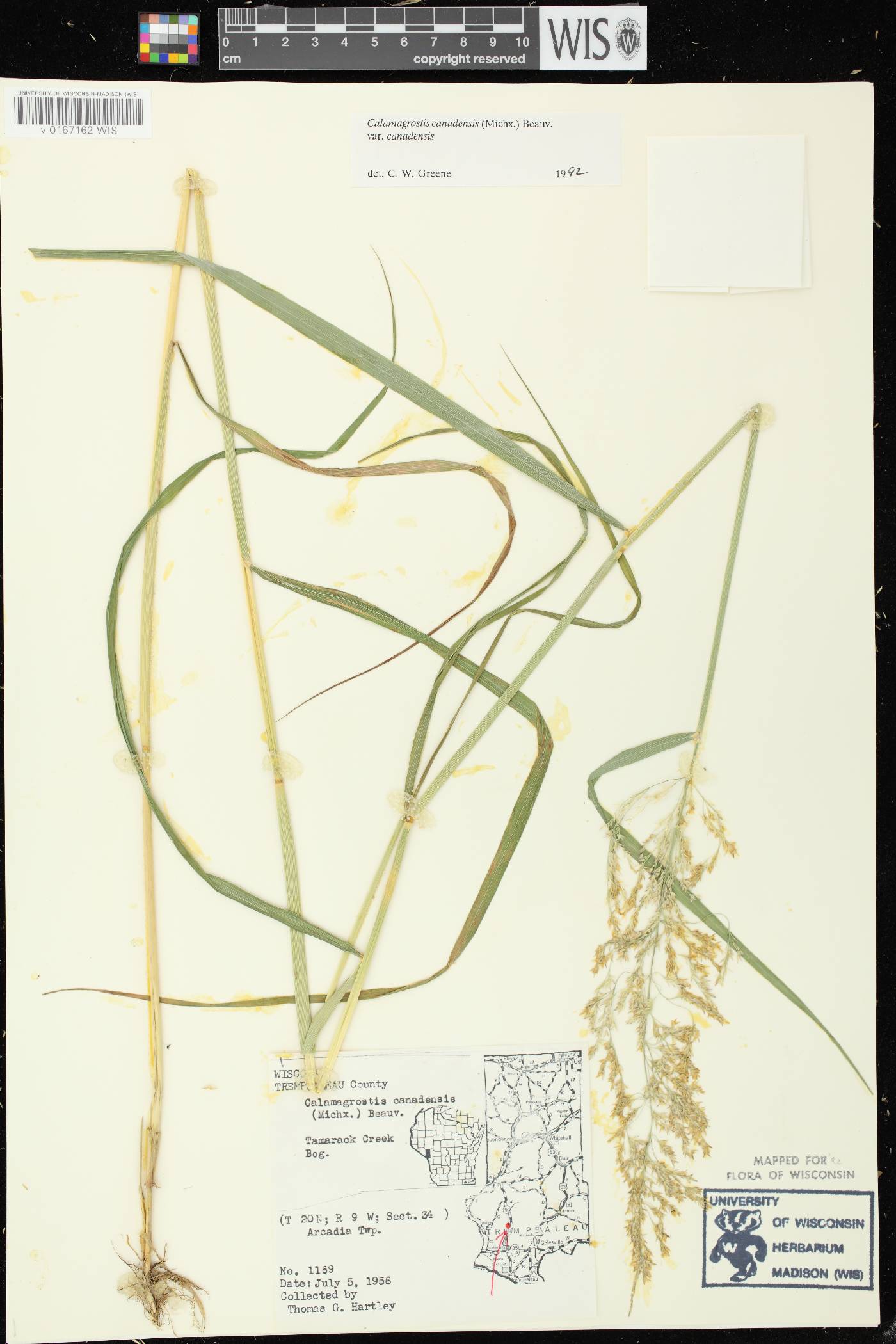Calamagrostis canadensis var. canadensis image