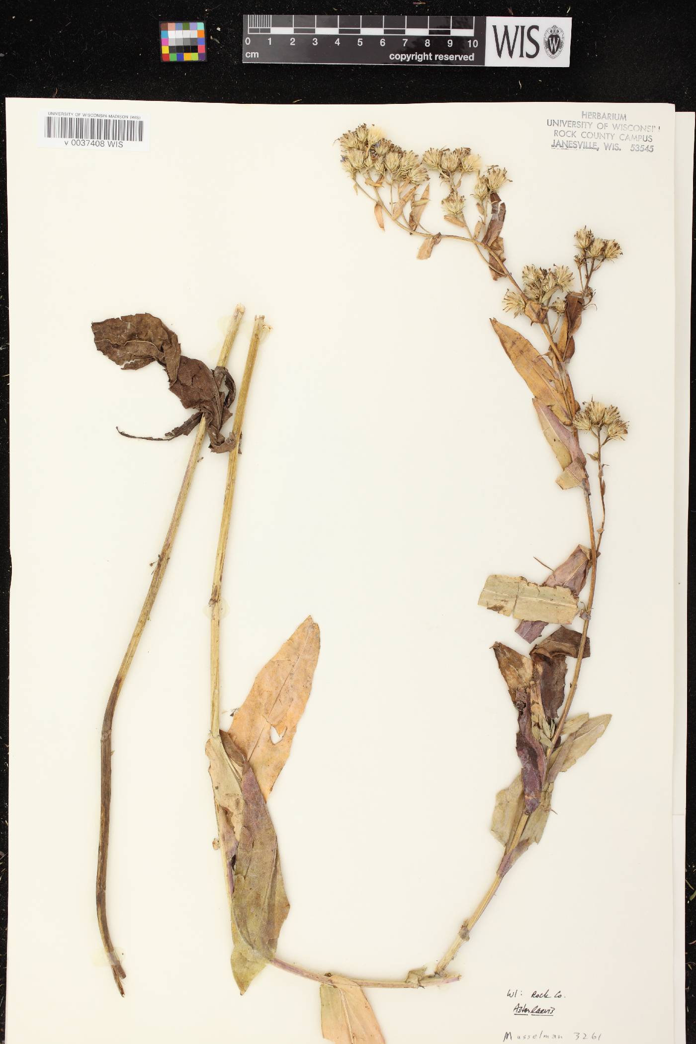 Symphyotrichum laeve image