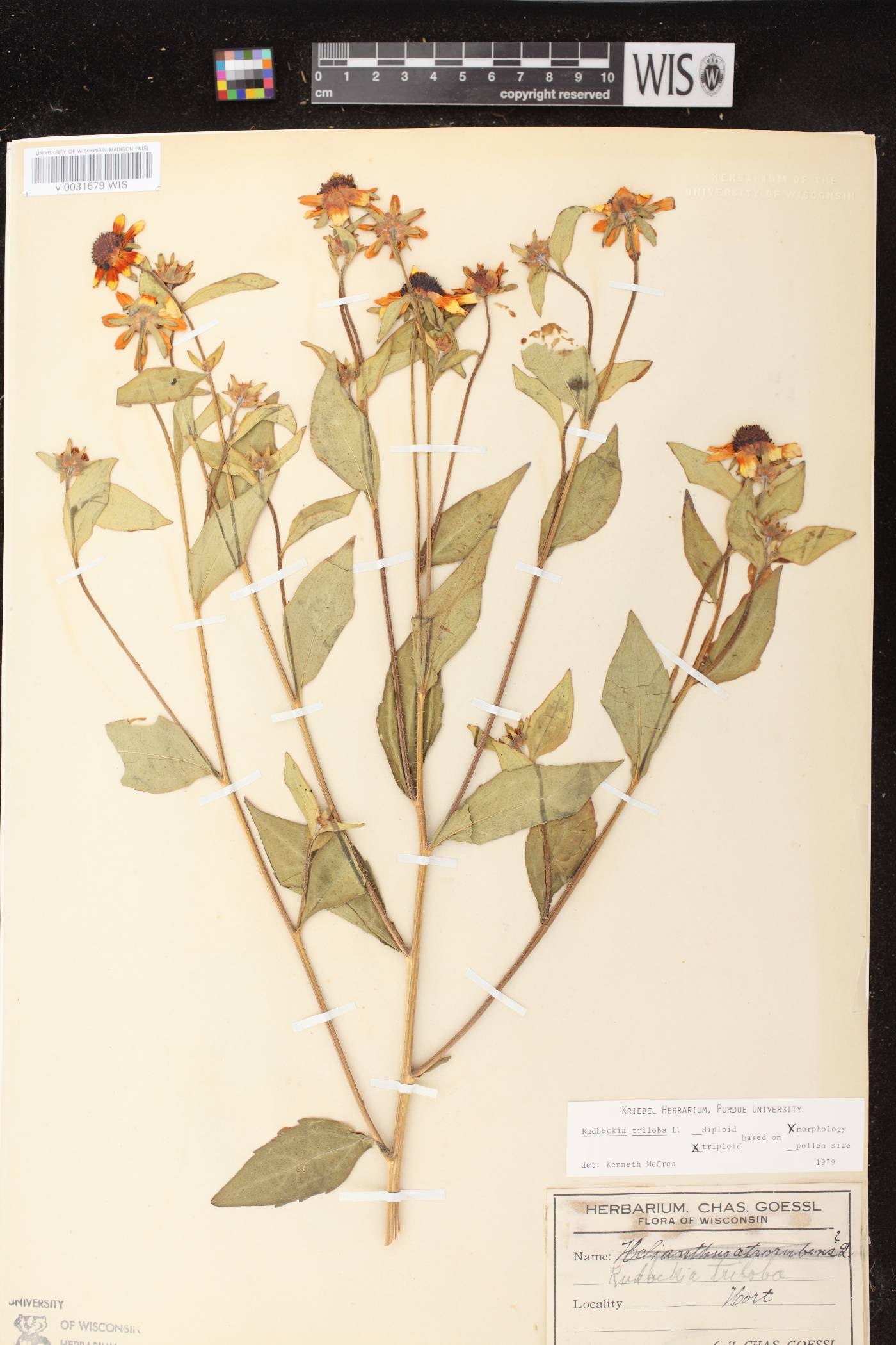 Rudbeckia triloba image