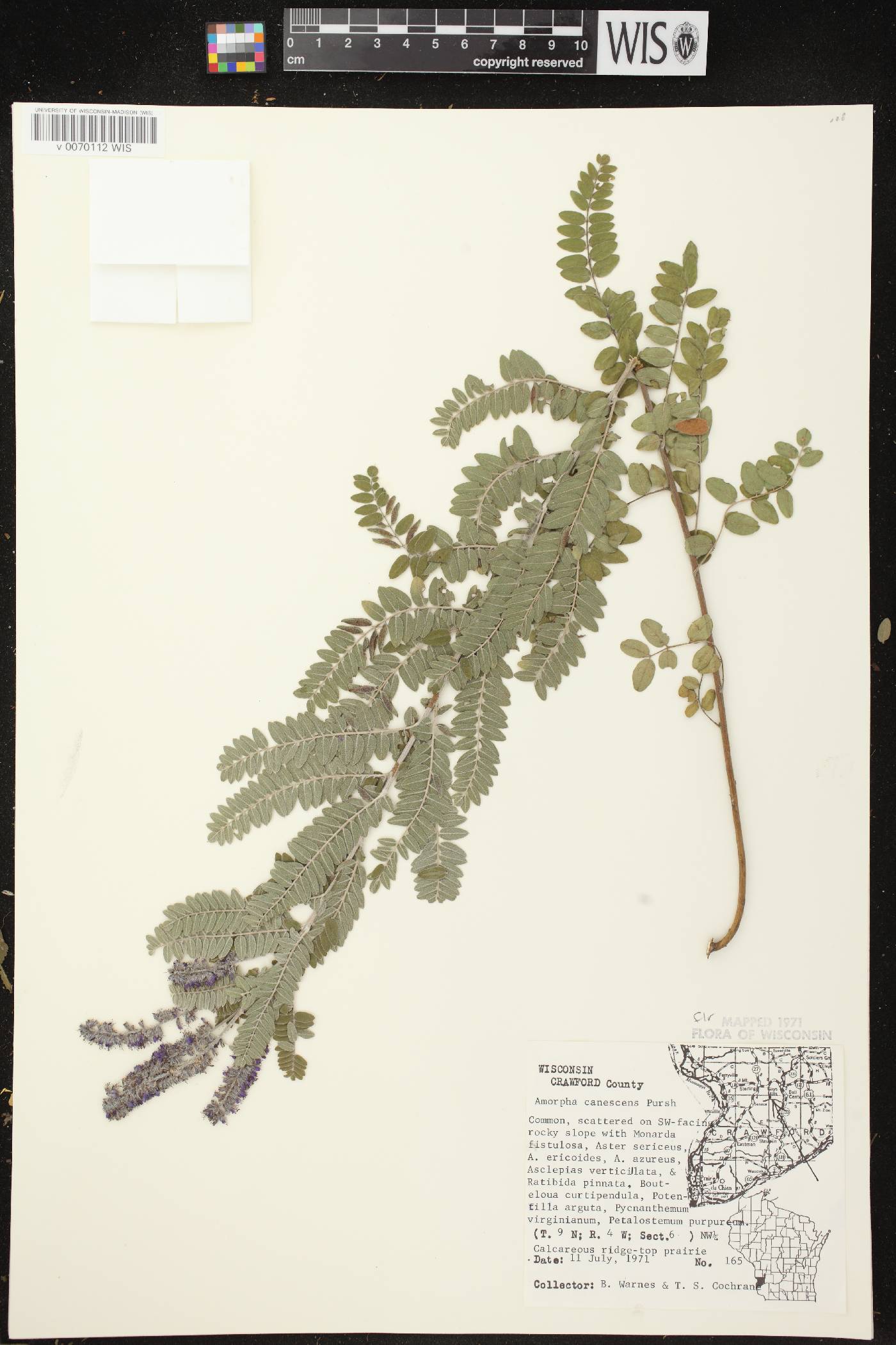 Amorpha canescens image