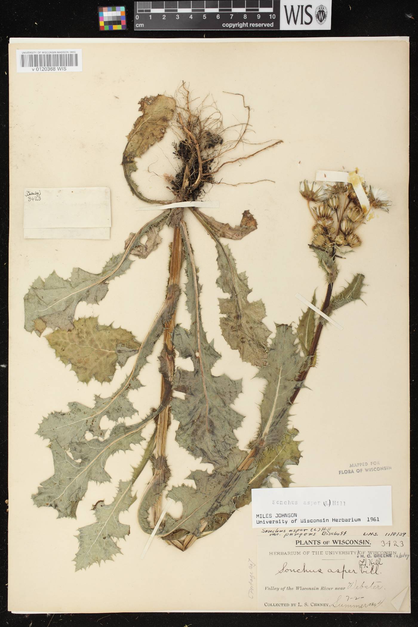 Sonchus asper image