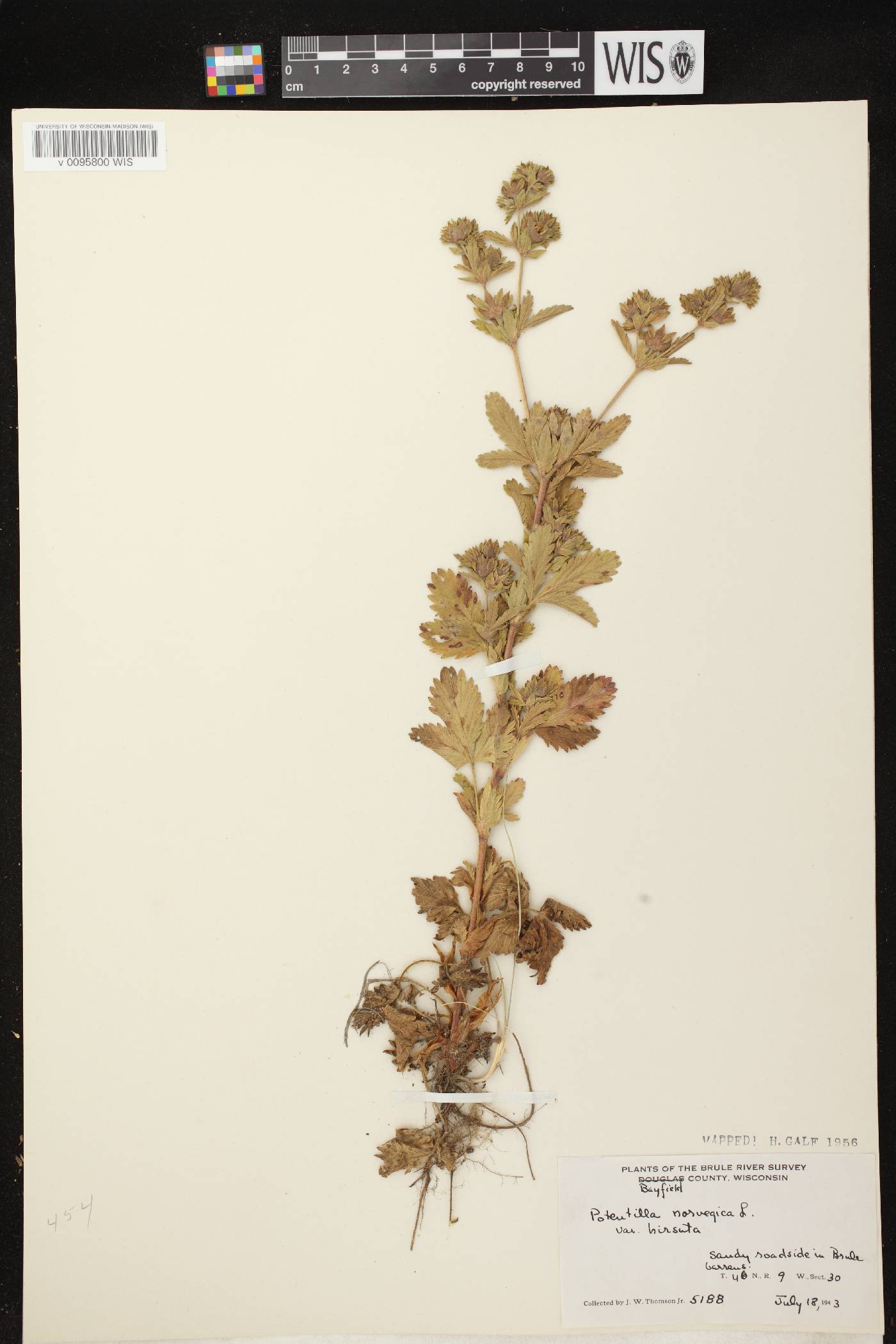 Potentilla norvegica image