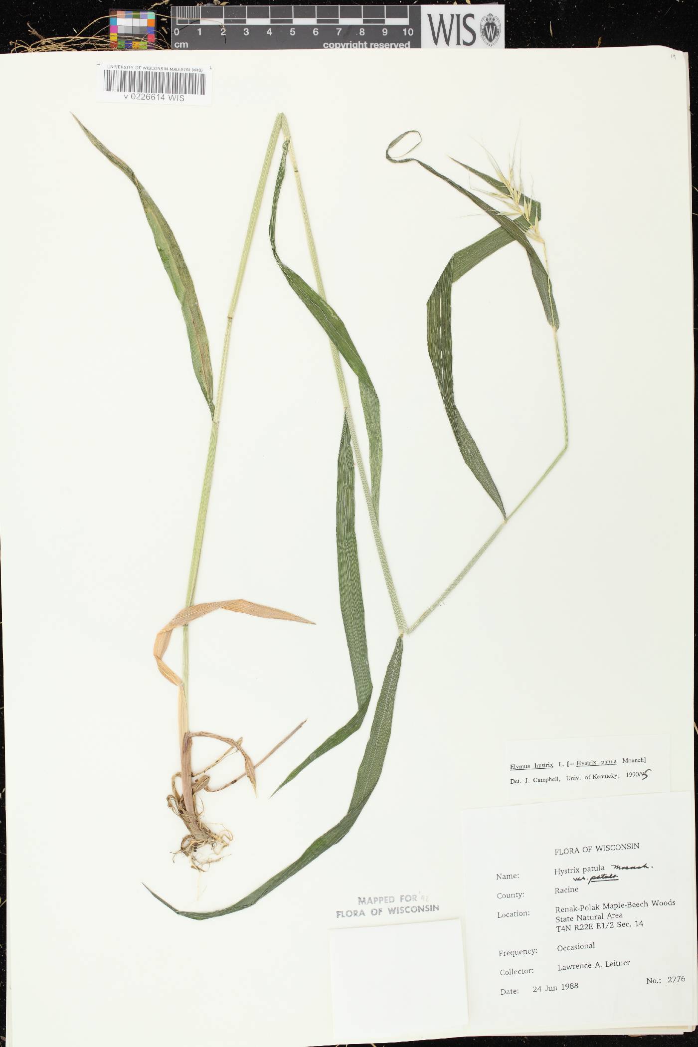 Elymus hystrix var. hystrix image
