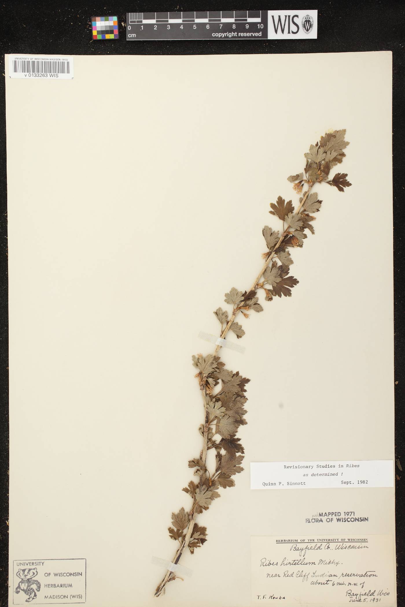 Ribes hirtellum image