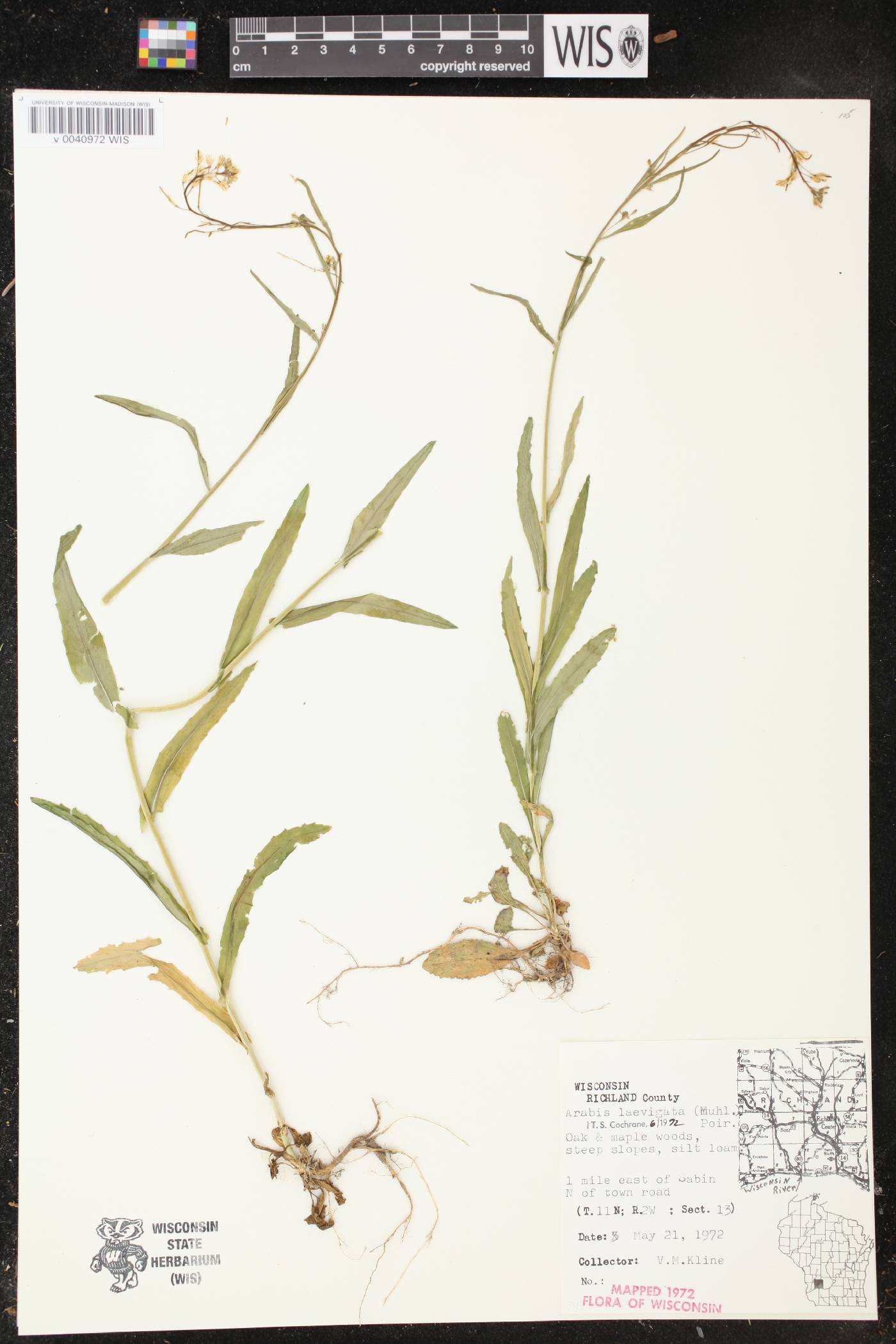 Boechera laevigata image