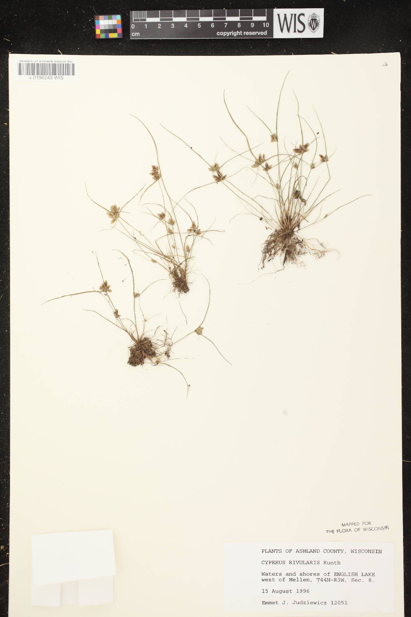 Cyperus bipartitus image