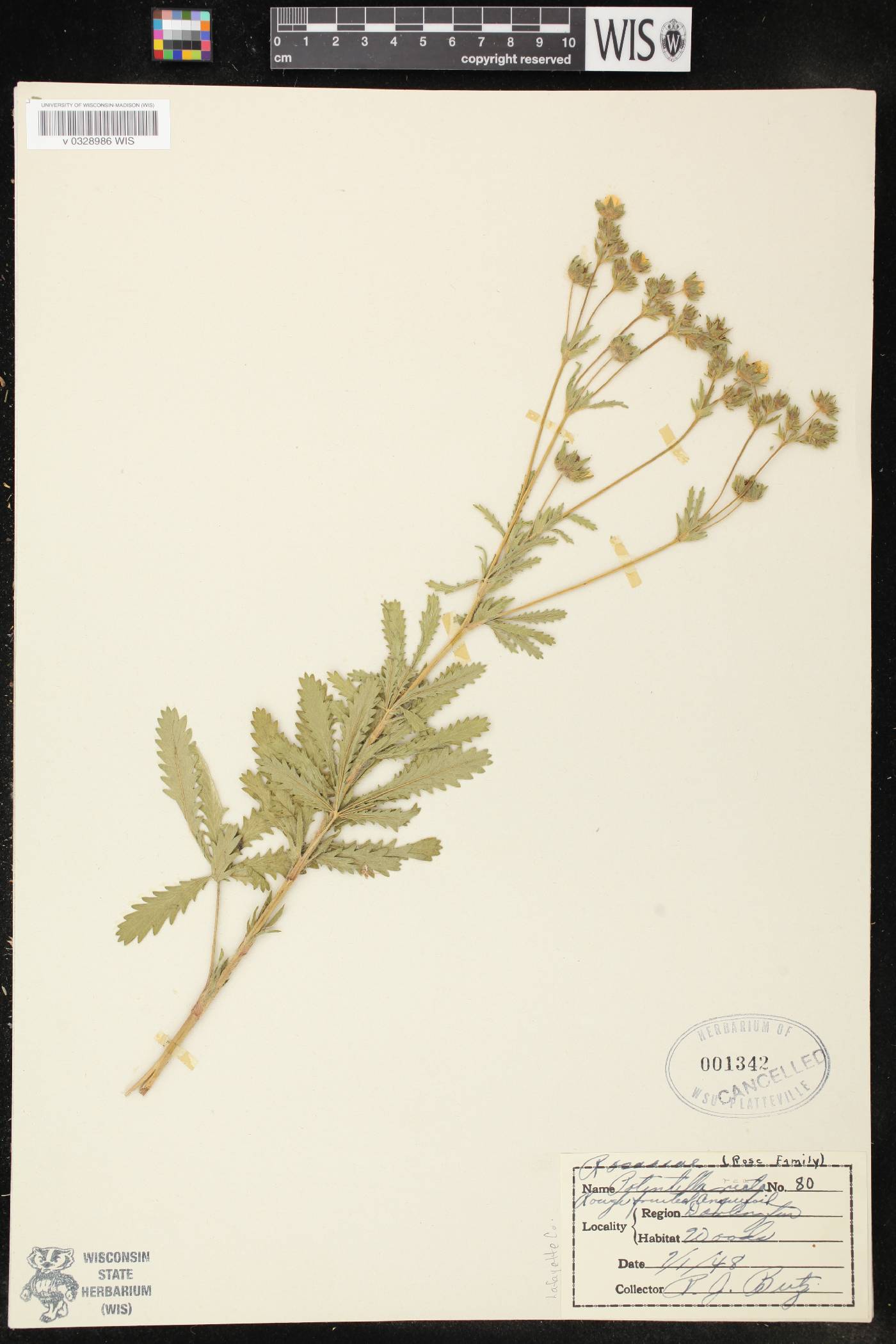 Potentilla recta image