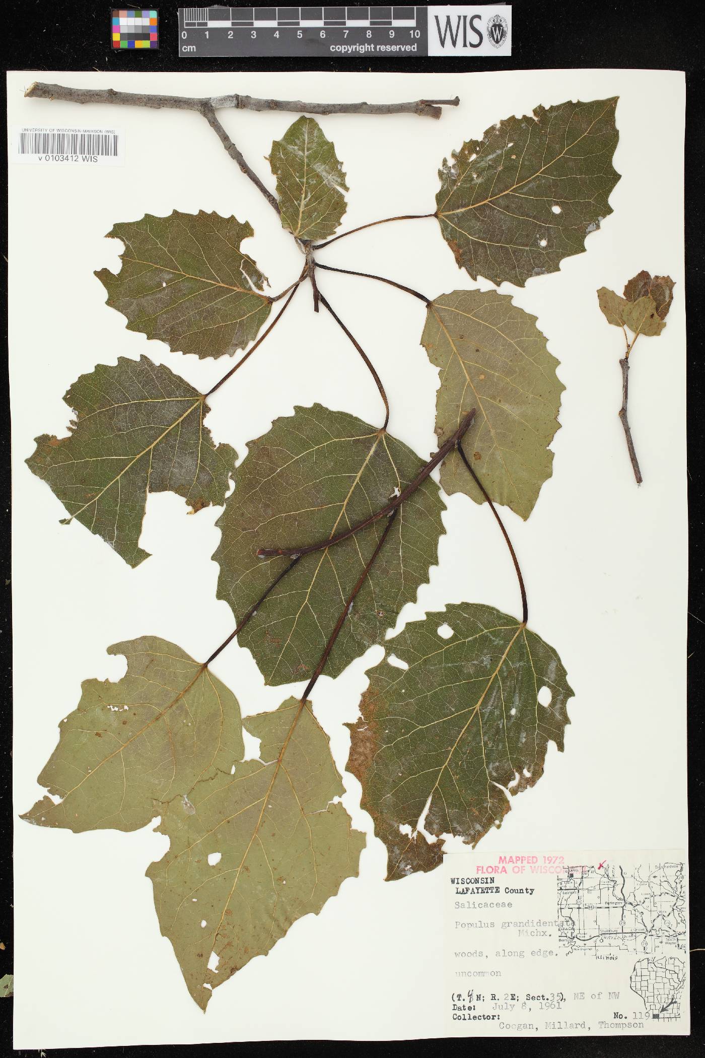 Populus grandidentata image