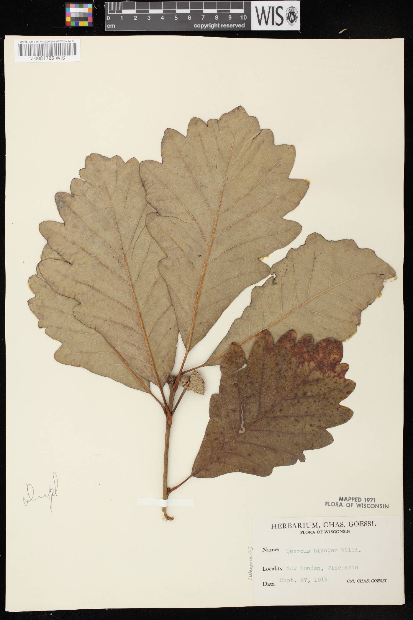 Quercus bicolor image