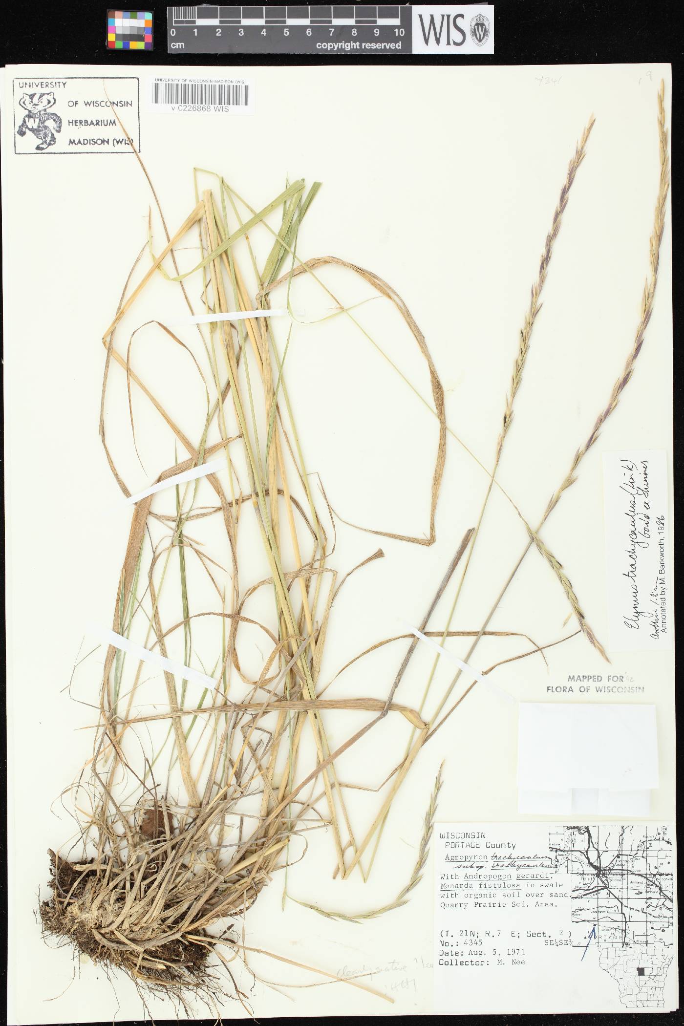 Elymus trachycaulus subsp. trachycaulus image
