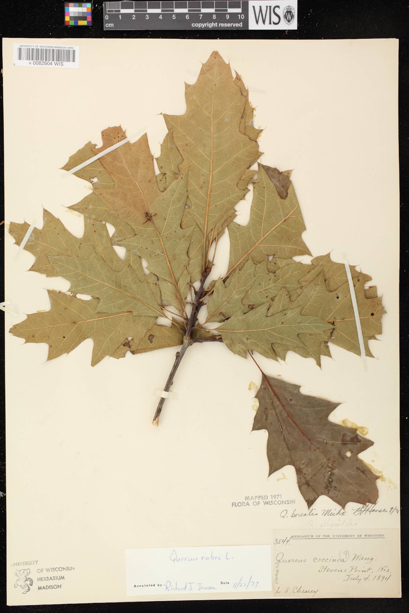 Quercus rubra image