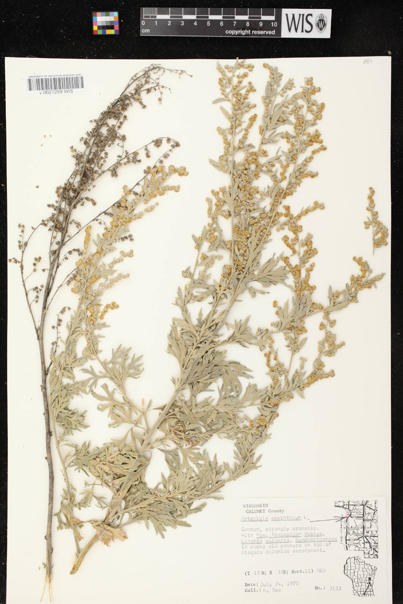Artemisia absinthium image