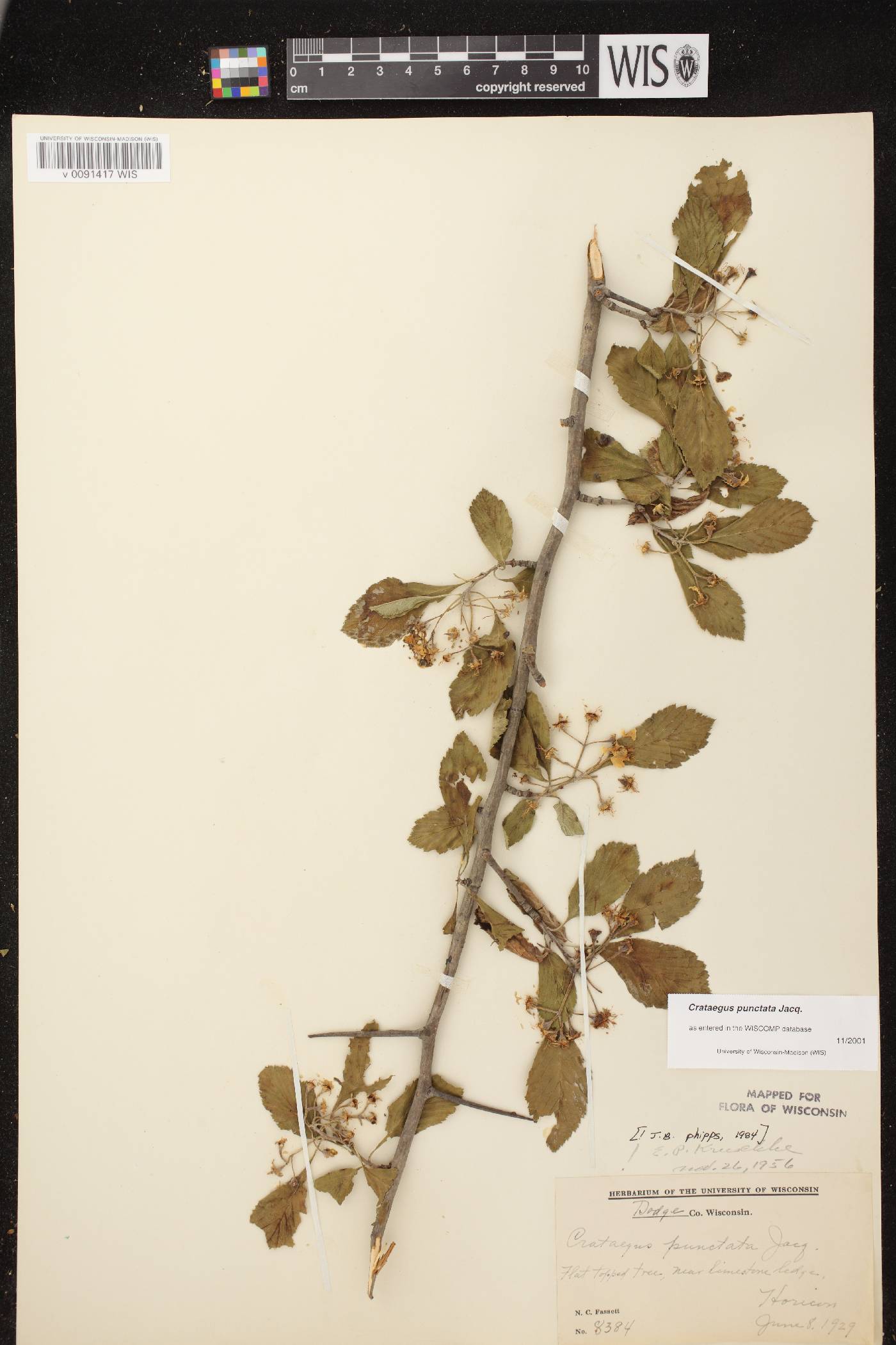 Crataegus punctata image