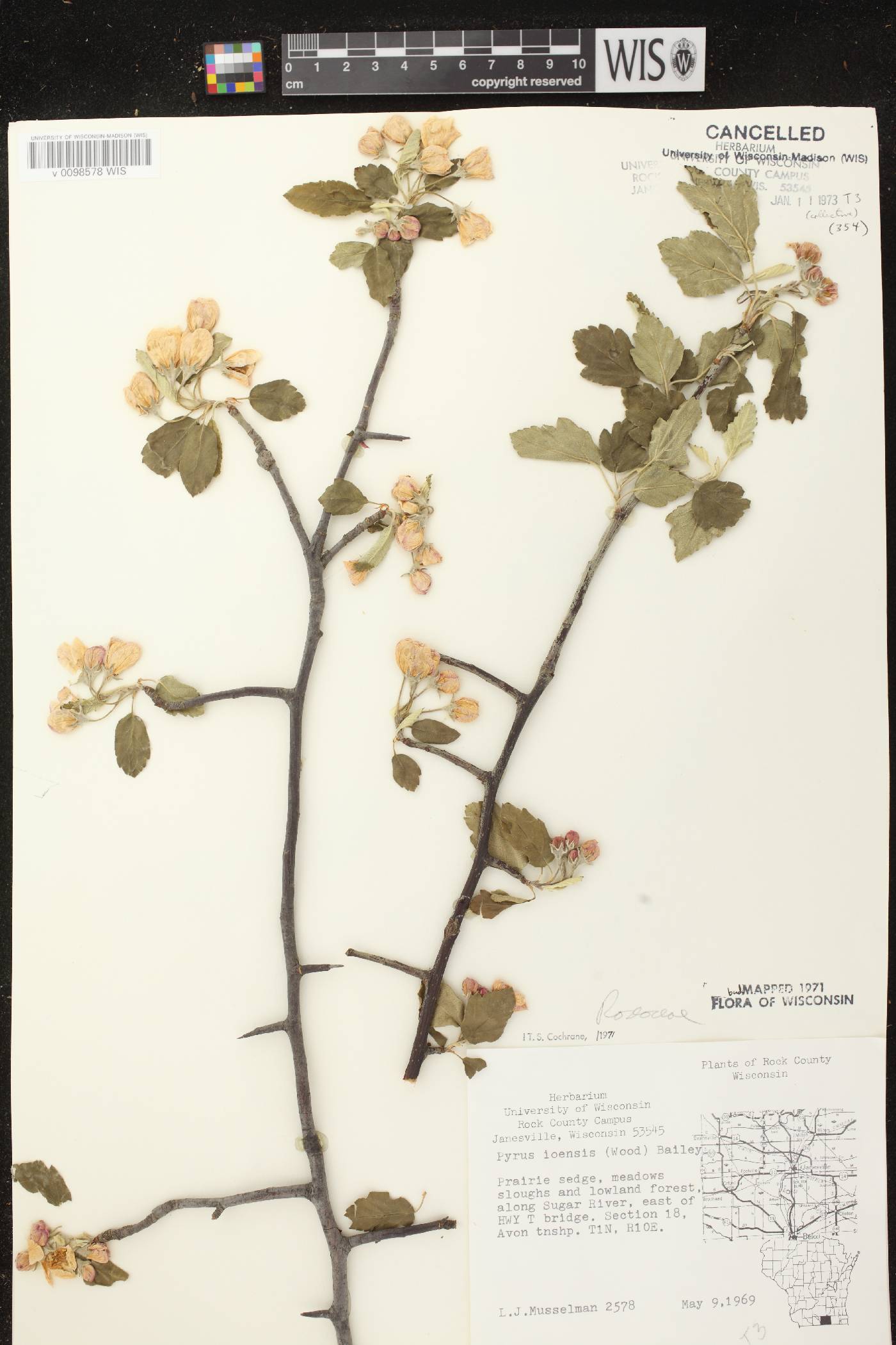 Malus ioensis image